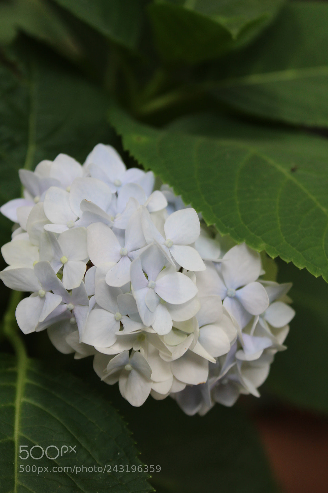 Canon EOS 1300D (EOS Rebel T6 / EOS Kiss X80) sample photo. Img photography