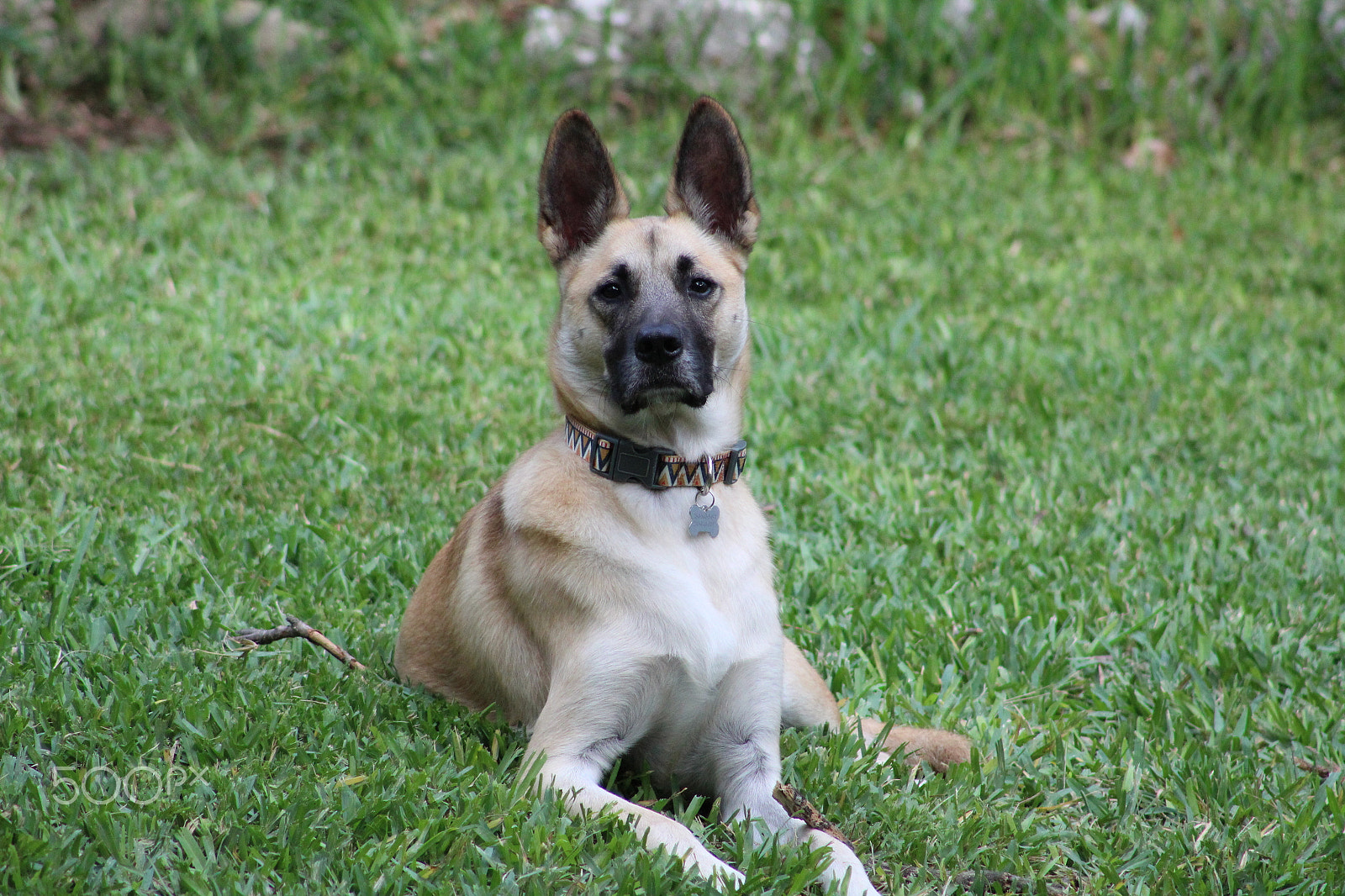 Canon EOS 1300D (EOS Rebel T6 / EOS Kiss X80) + EF75-300mm f/4-5.6 sample photo. Dog in the grass photography