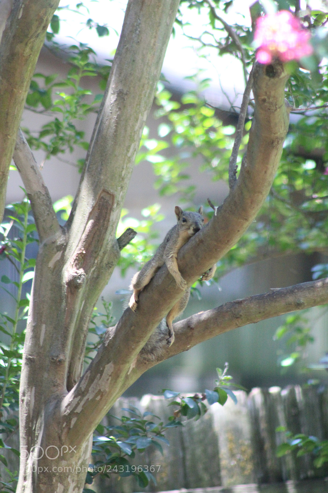 Canon EOS 1300D (EOS Rebel T6 / EOS Kiss X80) sample photo. Squirrel hanging out photography
