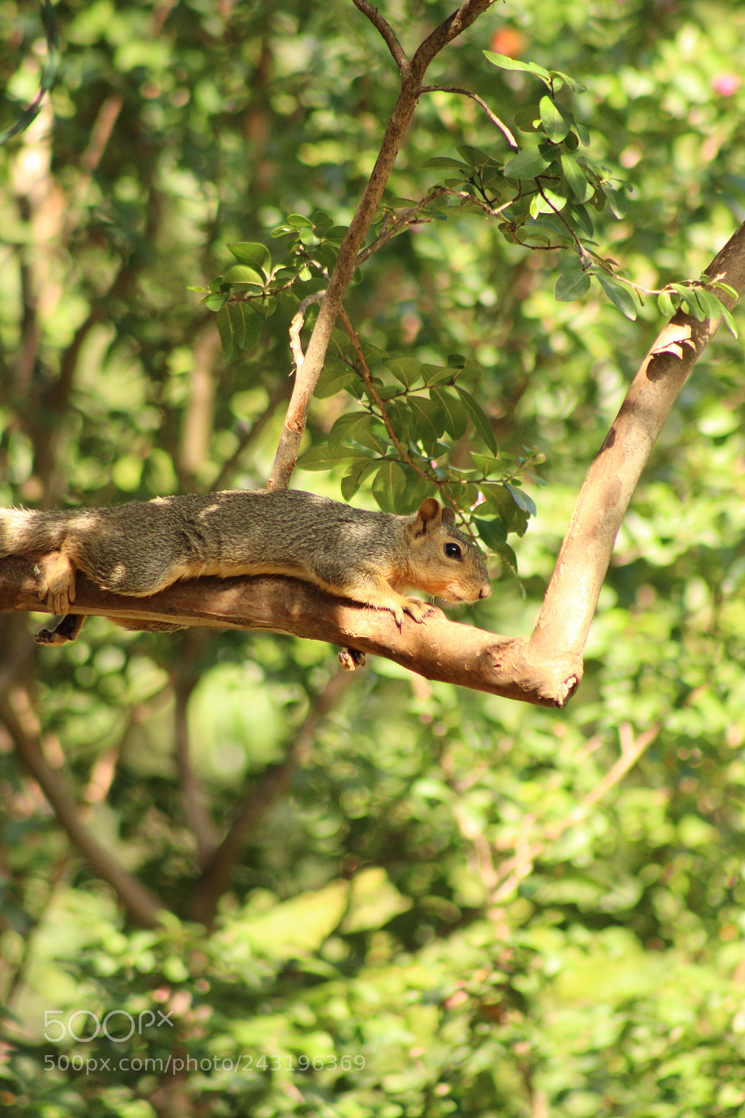 Canon EOS 1300D (EOS Rebel T6 / EOS Kiss X80) sample photo. Squirrel hanging out photography