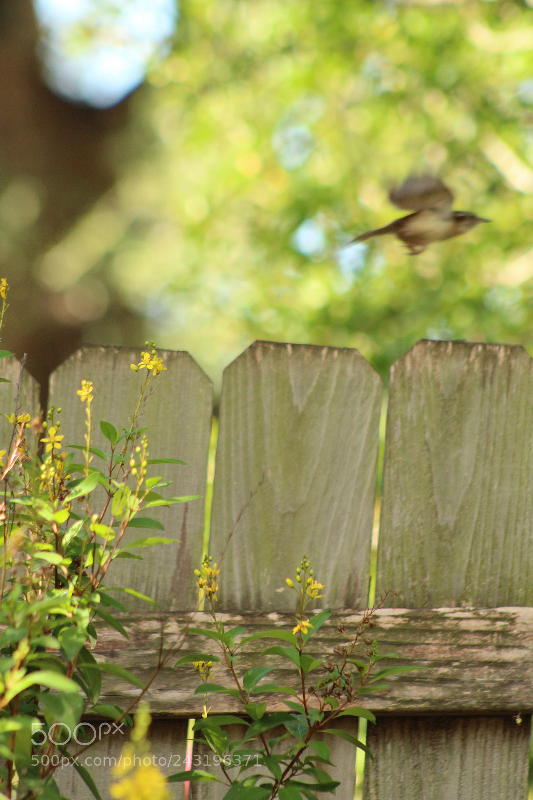 Canon EOS 1300D (EOS Rebel T6 / EOS Kiss X80) sample photo. Bird taking flight photography