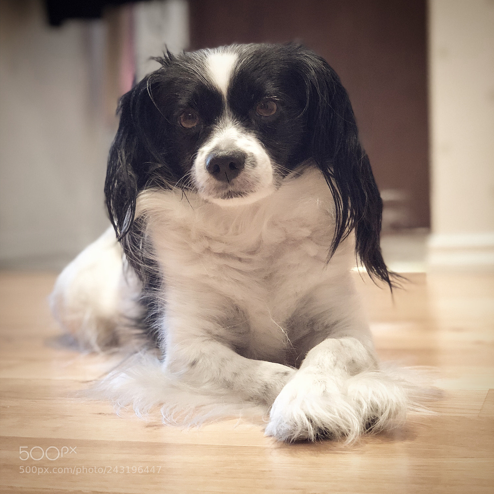 Apple iPhone X sample photo. Elvira photography