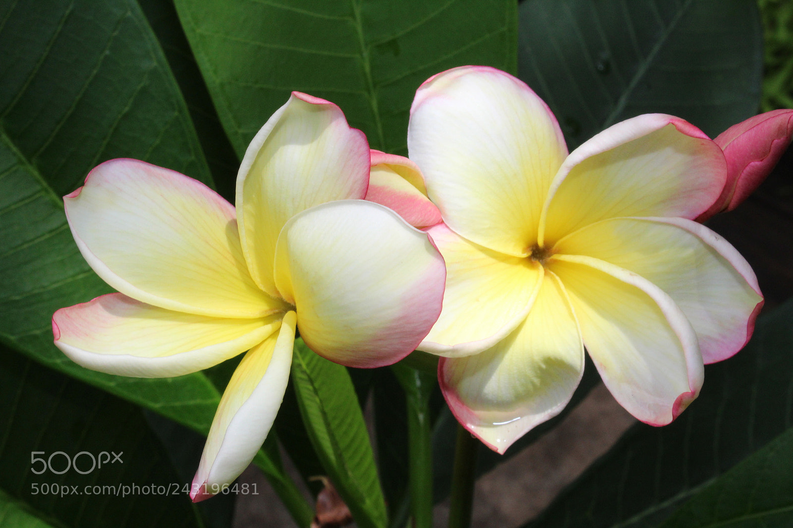 Canon EOS 1300D (EOS Rebel T6 / EOS Kiss X80) sample photo. Plumeria photography