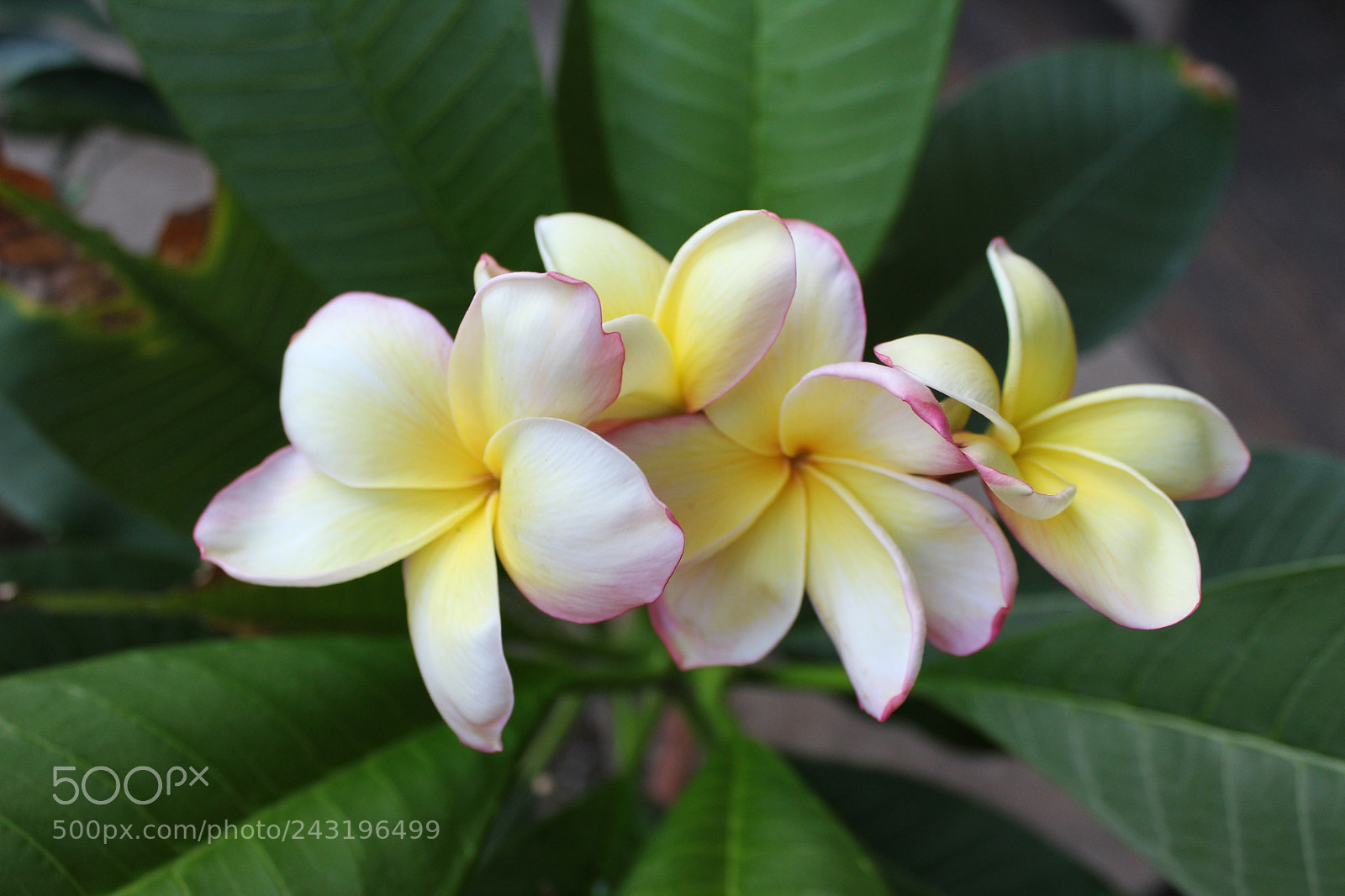 Canon EOS 1300D (EOS Rebel T6 / EOS Kiss X80) sample photo. Pink & yellow plumerias photography