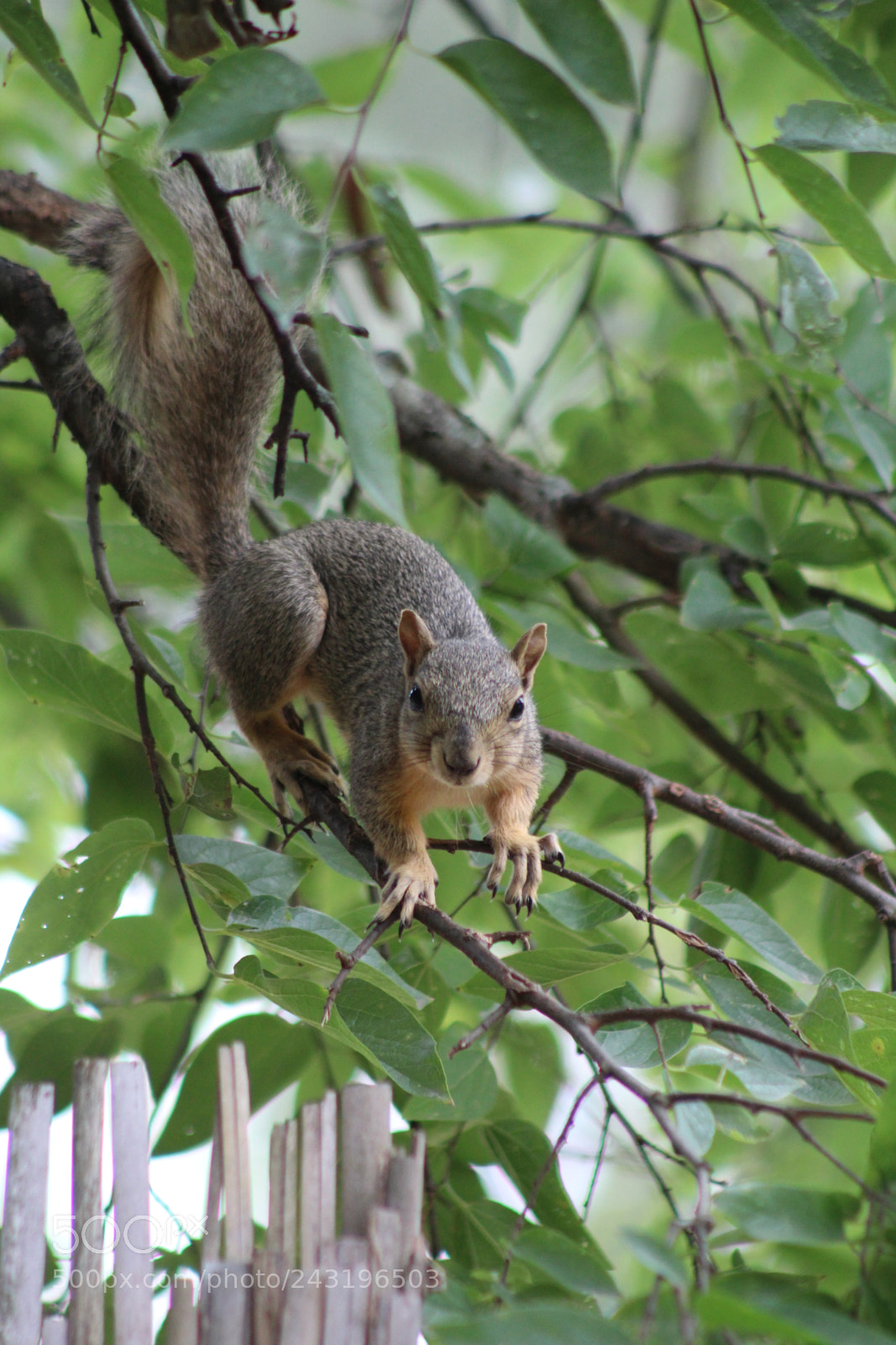 Canon EOS 1300D (EOS Rebel T6 / EOS Kiss X80) sample photo. Squirrel in the tree photography