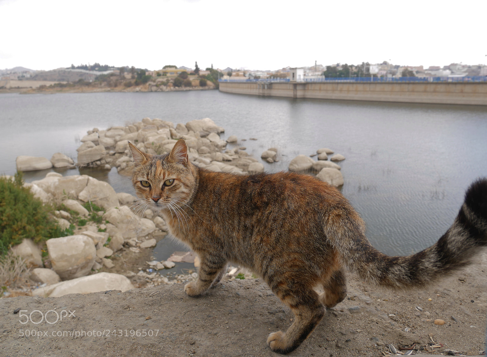 Panasonic Lumix DMC-GX85 (Lumix DMC-GX80 / Lumix DMC-GX7 Mark II) sample photo. Cat photography