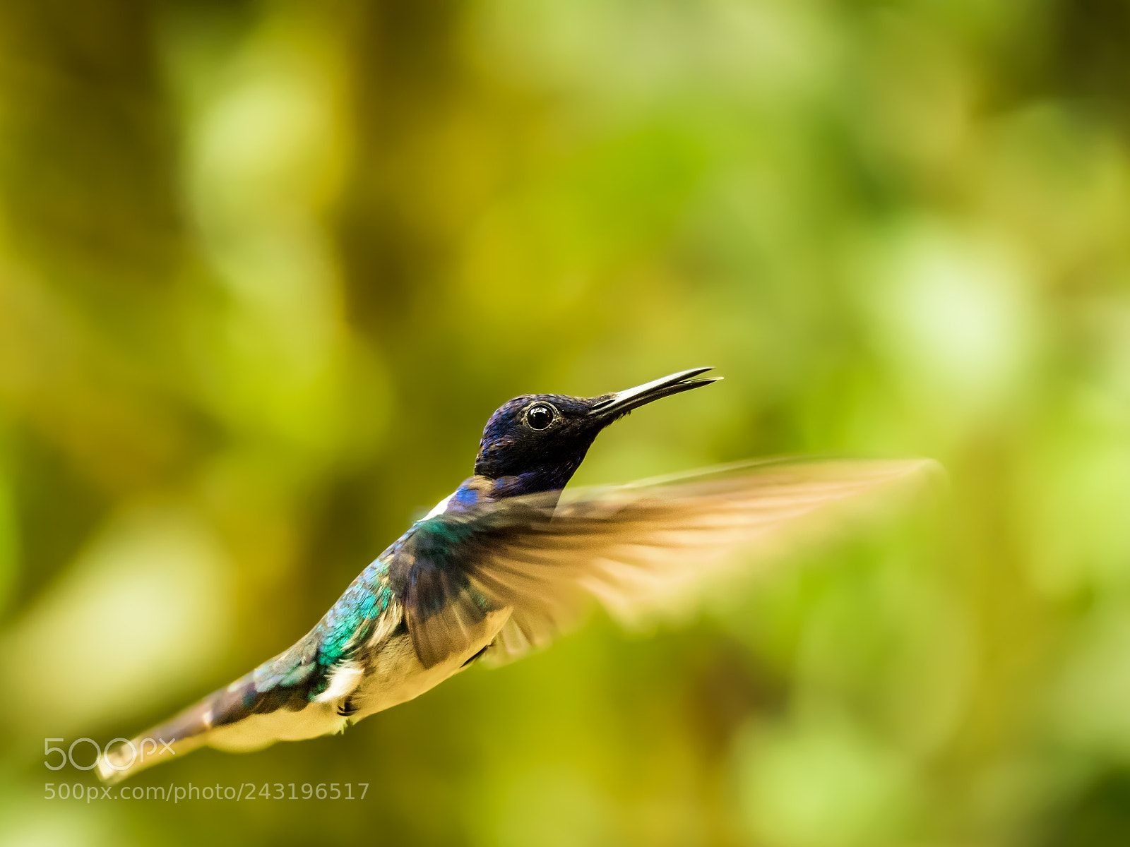 Olympus OM-D E-M5 II sample photo. Hummingbird photography