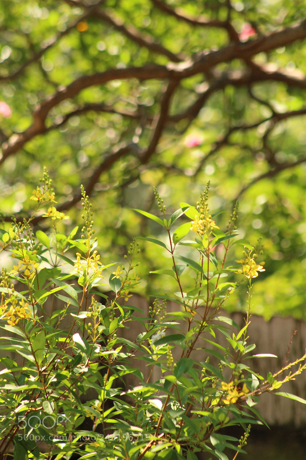 Canon EOS 1300D (EOS Rebel T6 / EOS Kiss X80) sample photo. Yellow flowers in spring photography