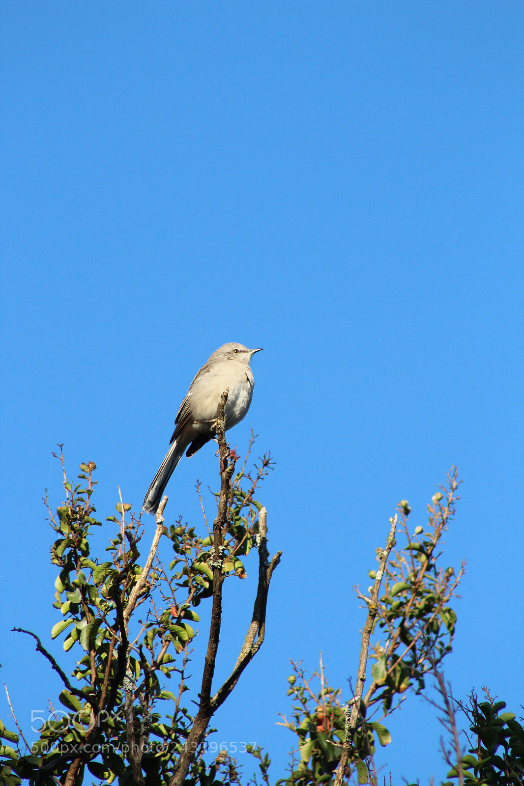 Canon EOS 1300D (EOS Rebel T6 / EOS Kiss X80) sample photo. Bird singing at the photography