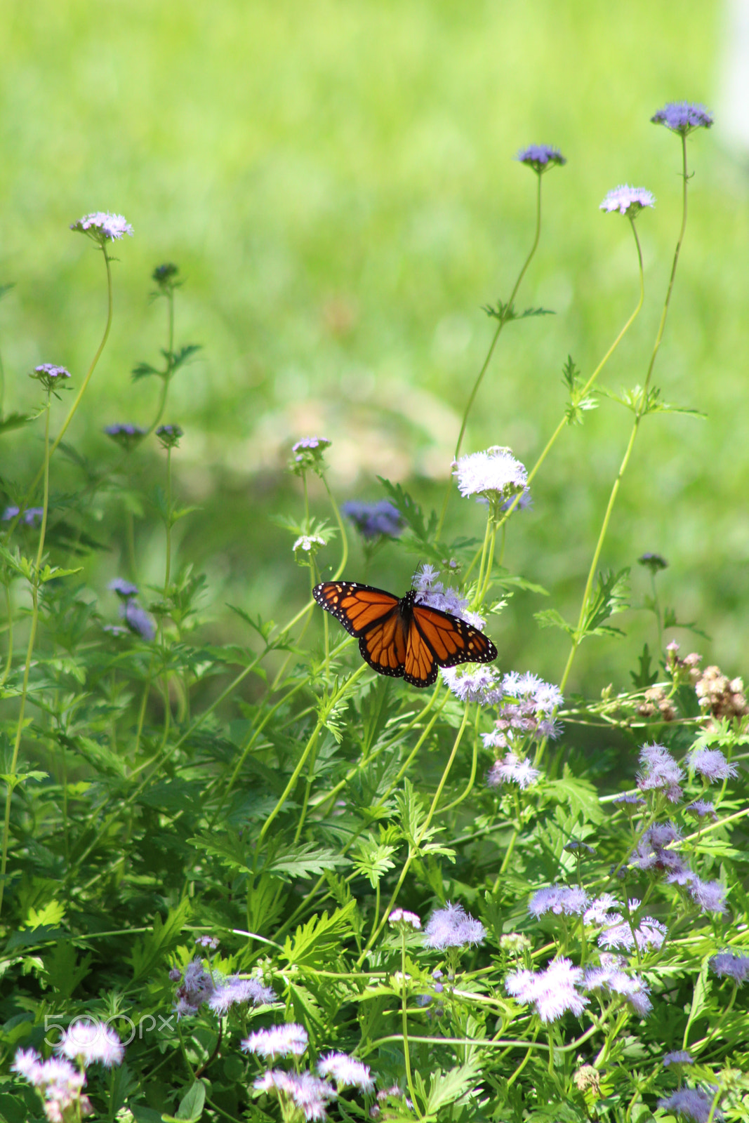 Canon EOS 1300D (EOS Rebel T6 / EOS Kiss X80) + EF75-300mm f/4-5.6 sample photo. Monarch butterfly in the garden photography