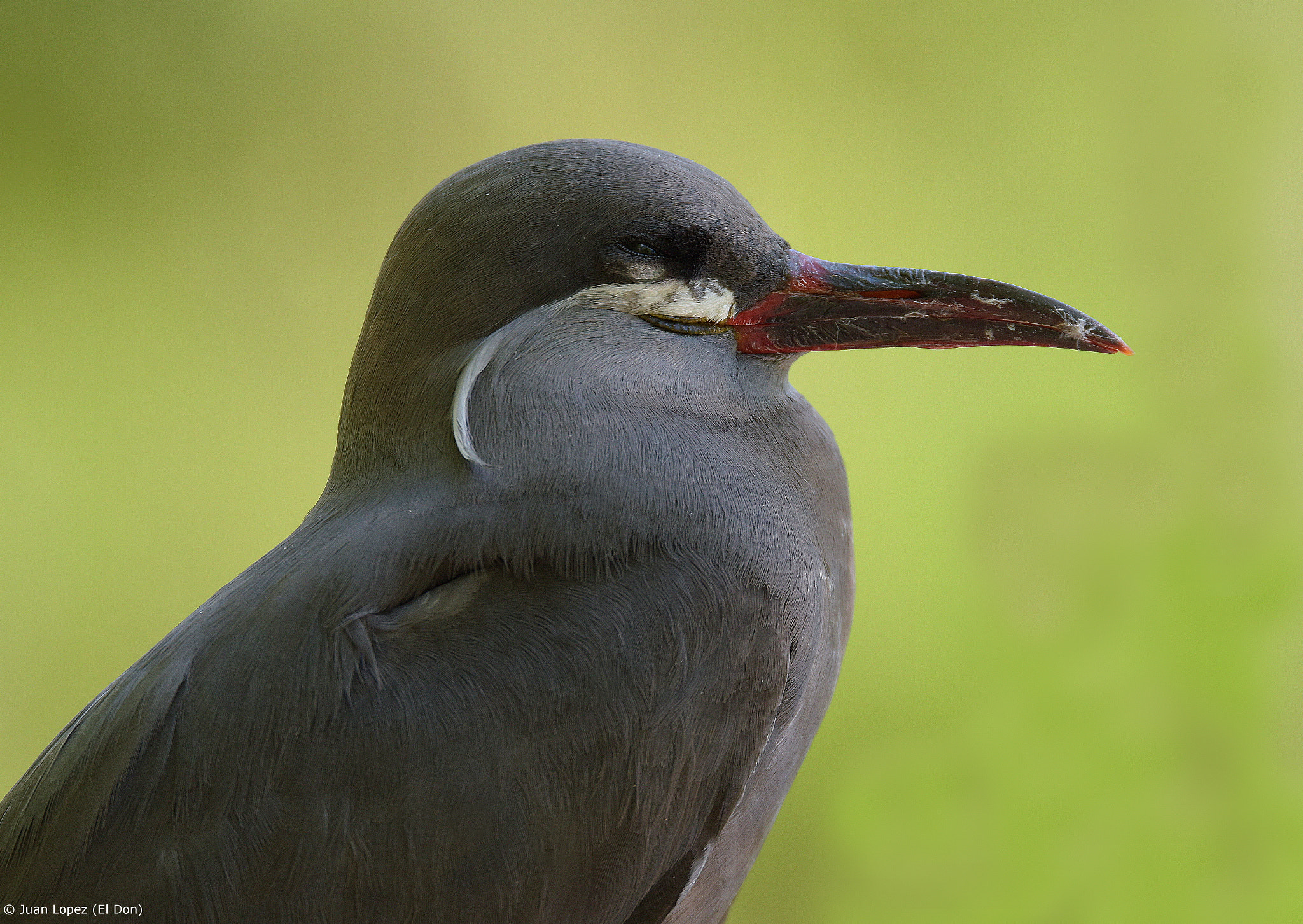 Nikon D810 sample photo. Bird....elegance..!! photography