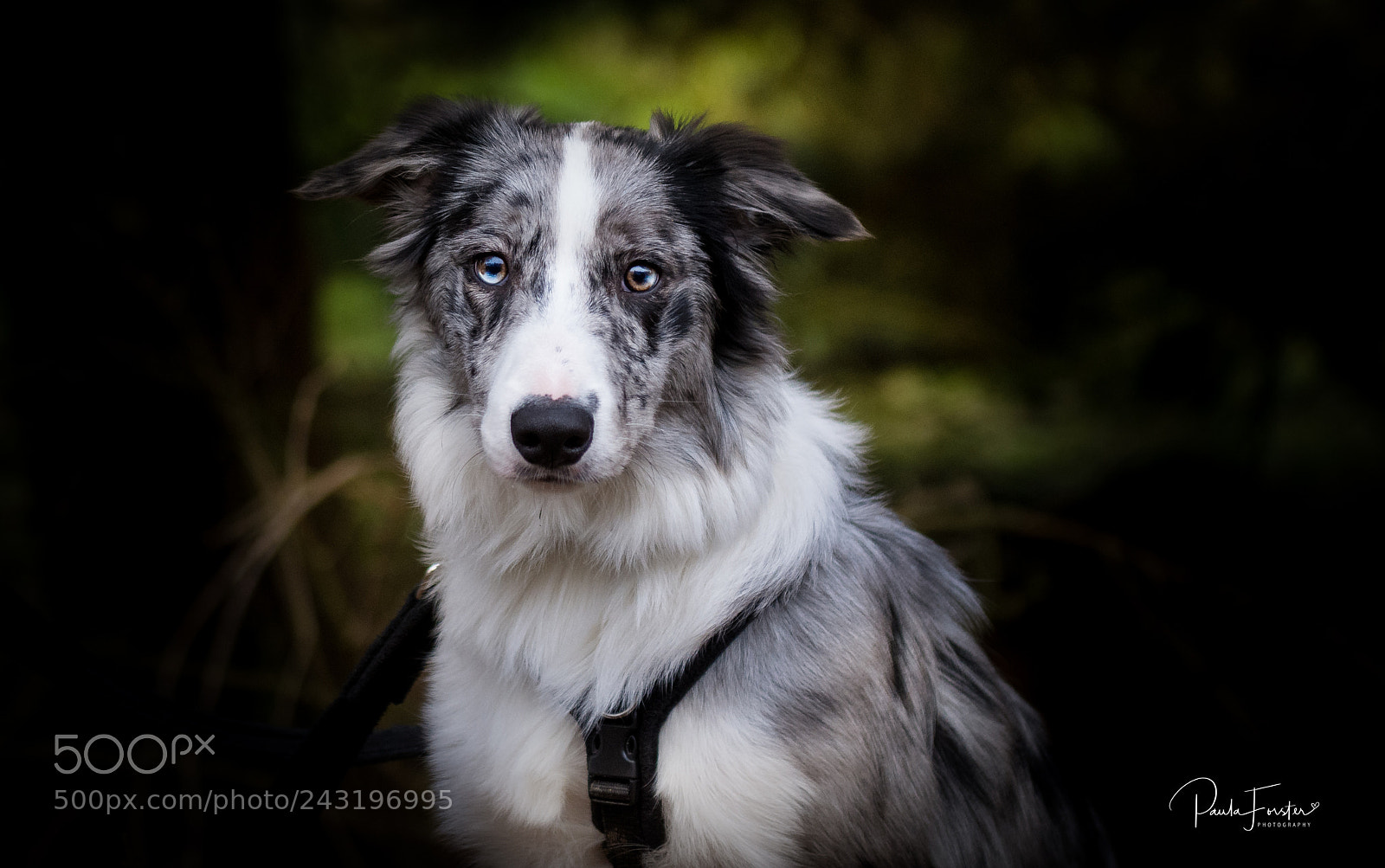 Nikon D7200 sample photo. Harry 's portrait photography