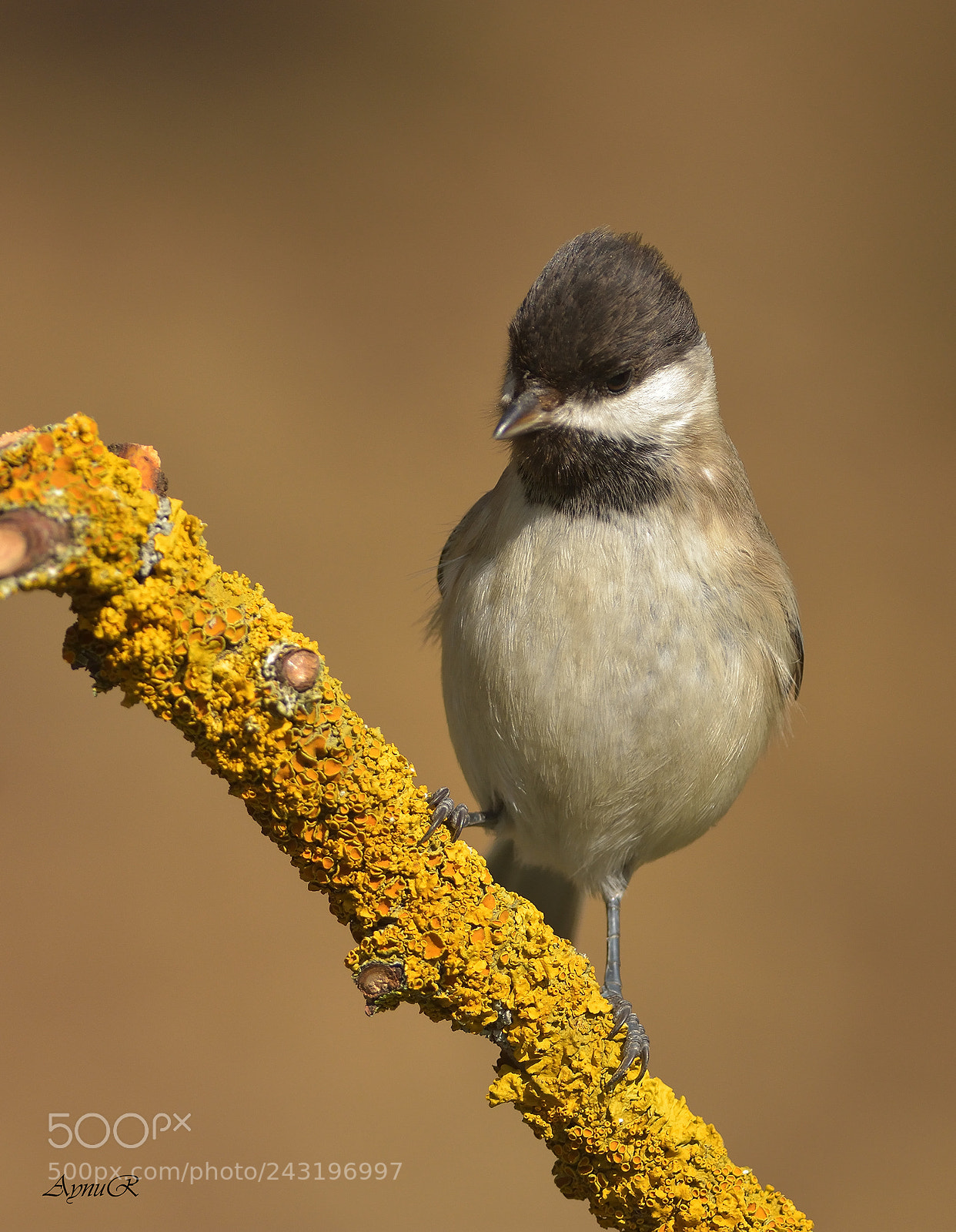 Nikon D7200 sample photo. Sombre tit - akyanakl photography