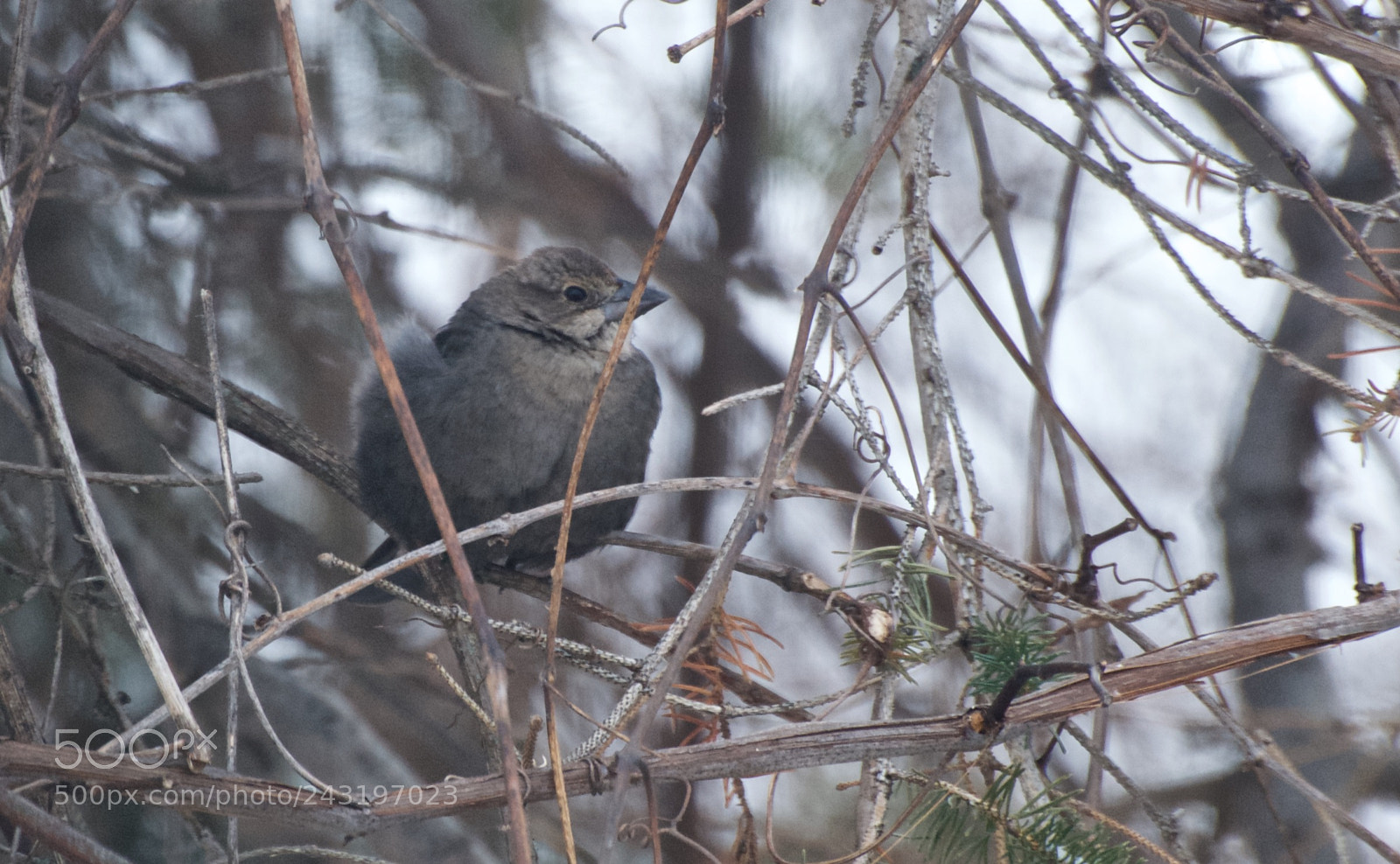 Nikon D80 sample photo. Brown-headed cowbird photography