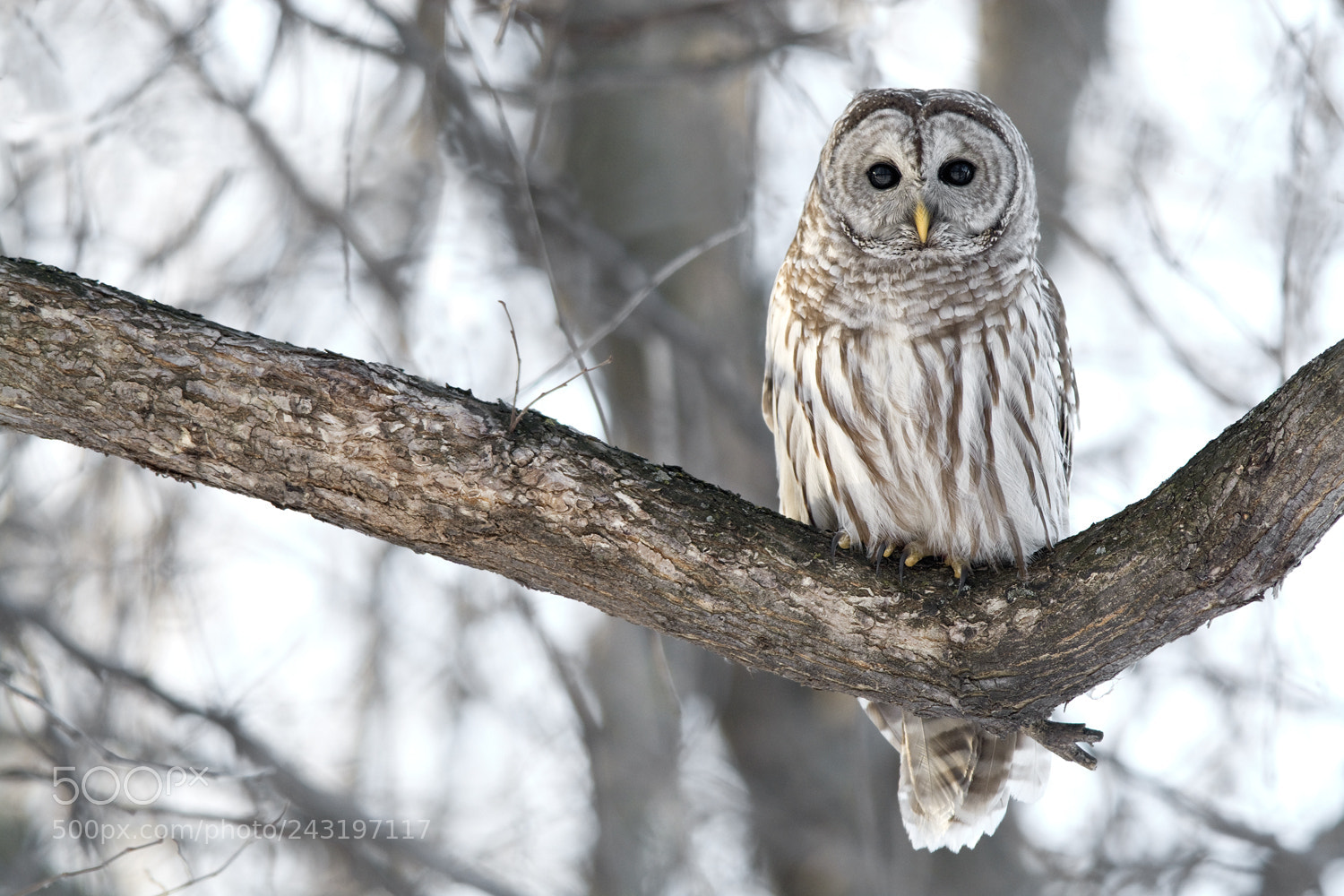 Nikon D7100 sample photo. Barred owl chouette ray photography