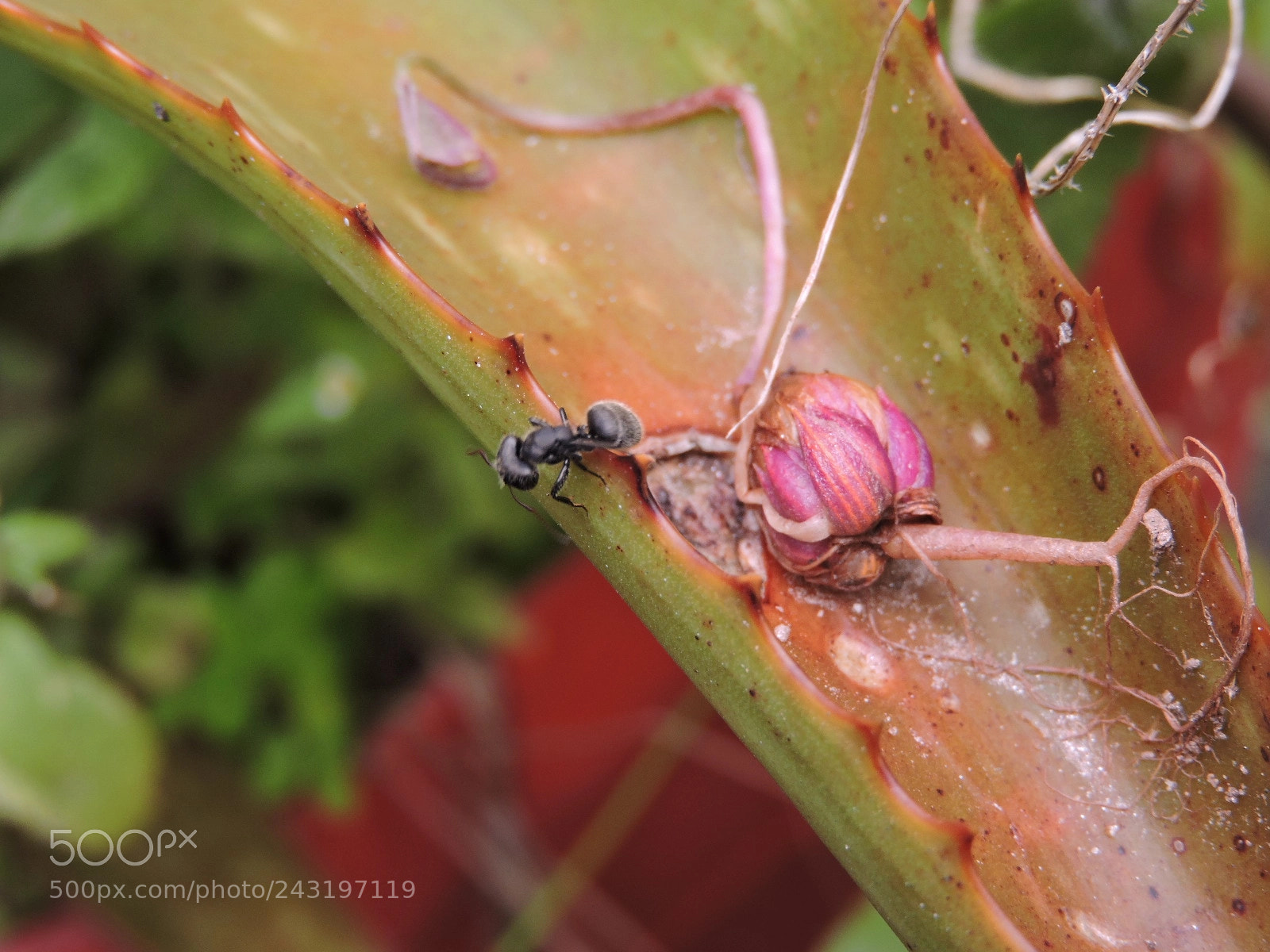Nikon Coolpix P600 sample photo. Maravilhas do brasil photography