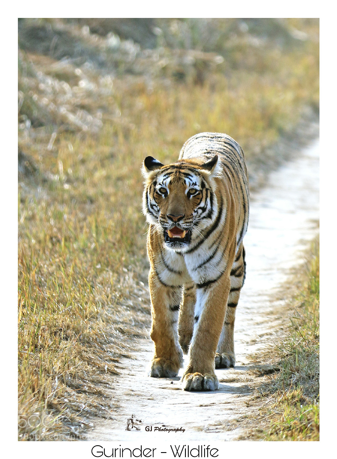 Canon EOS 7D Mark II sample photo. Tigress photography