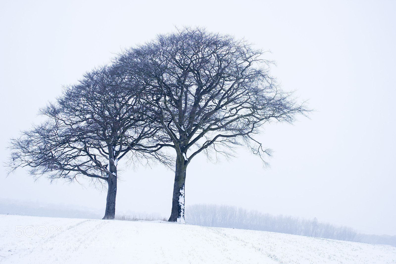 Canon EOS 550D (EOS Rebel T2i / EOS Kiss X4) sample photo. Wintry duo in white photography