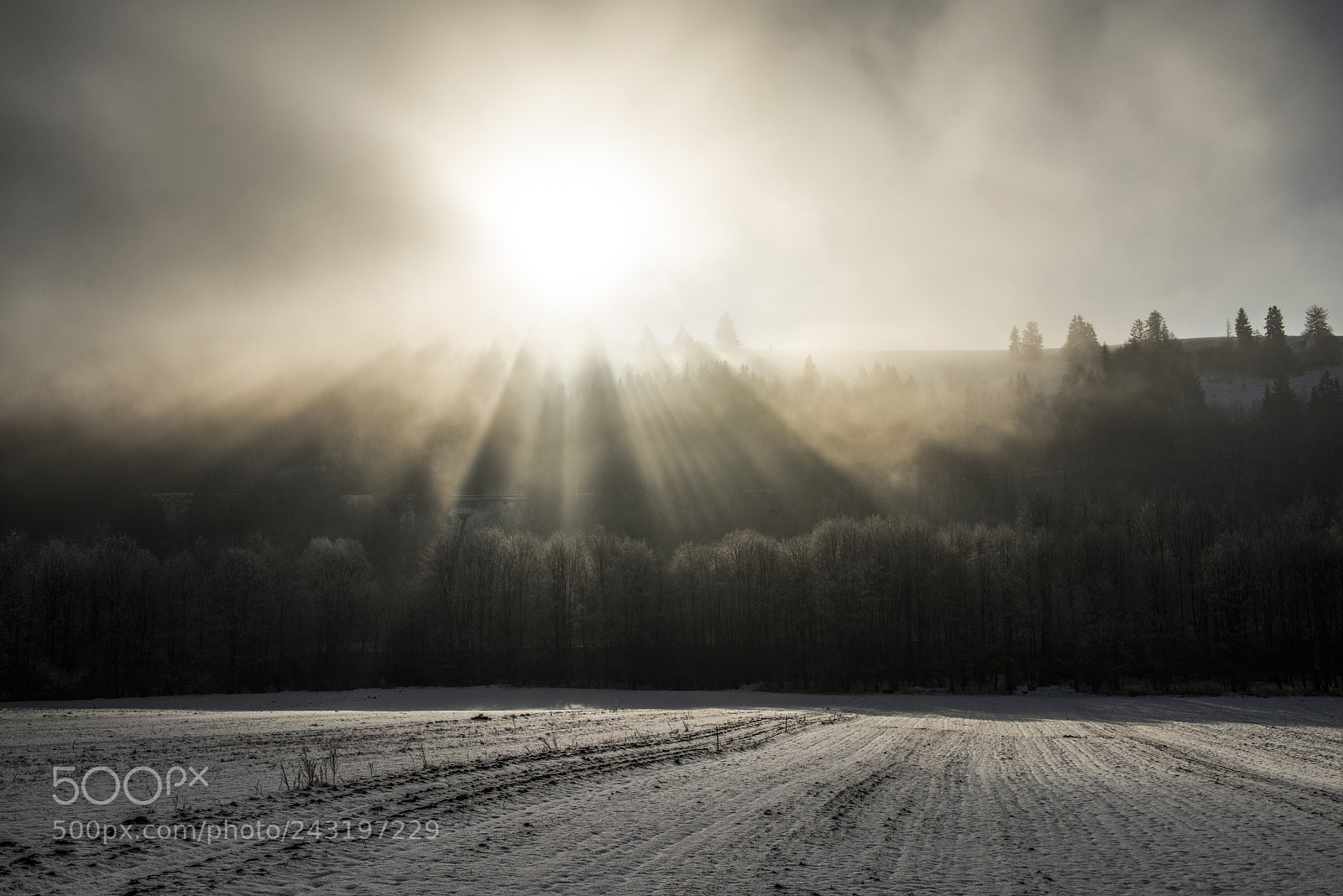 Nikon D800 sample photo. Morning mist photography