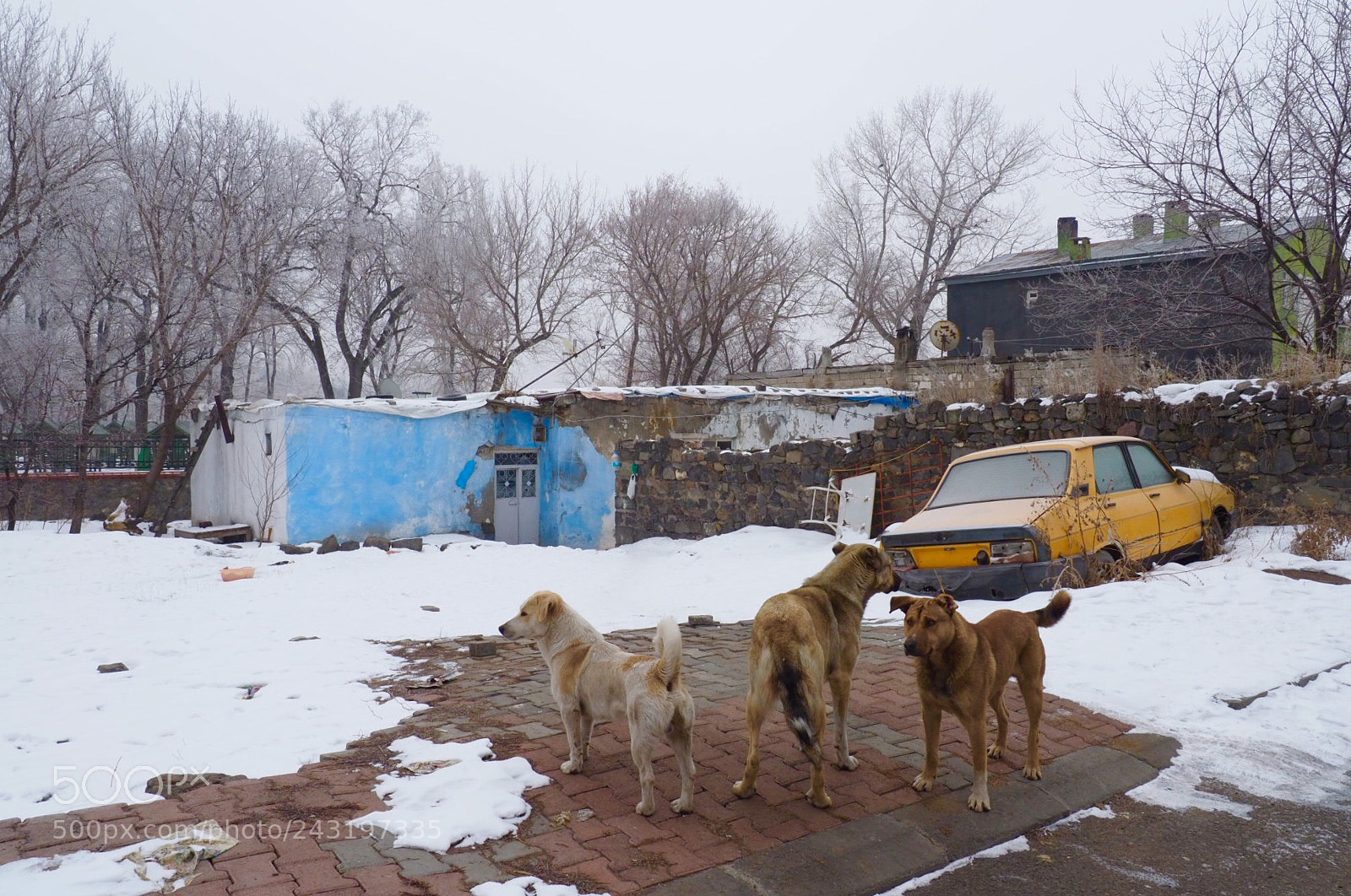 Olympus OM-D E-M1 Mark II sample photo. Dogs in the street photography