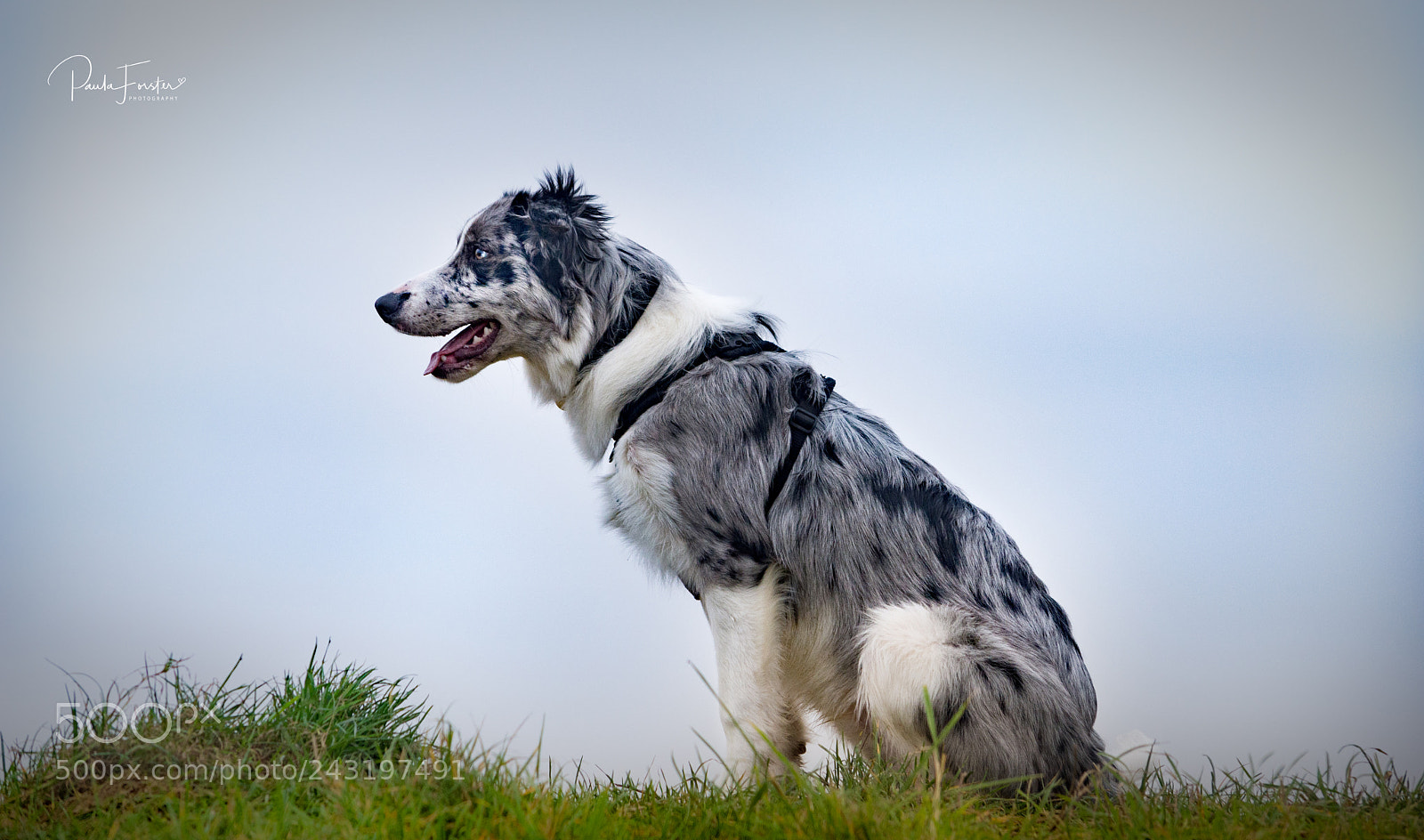 Nikon D7200 sample photo. Watchful eye photography