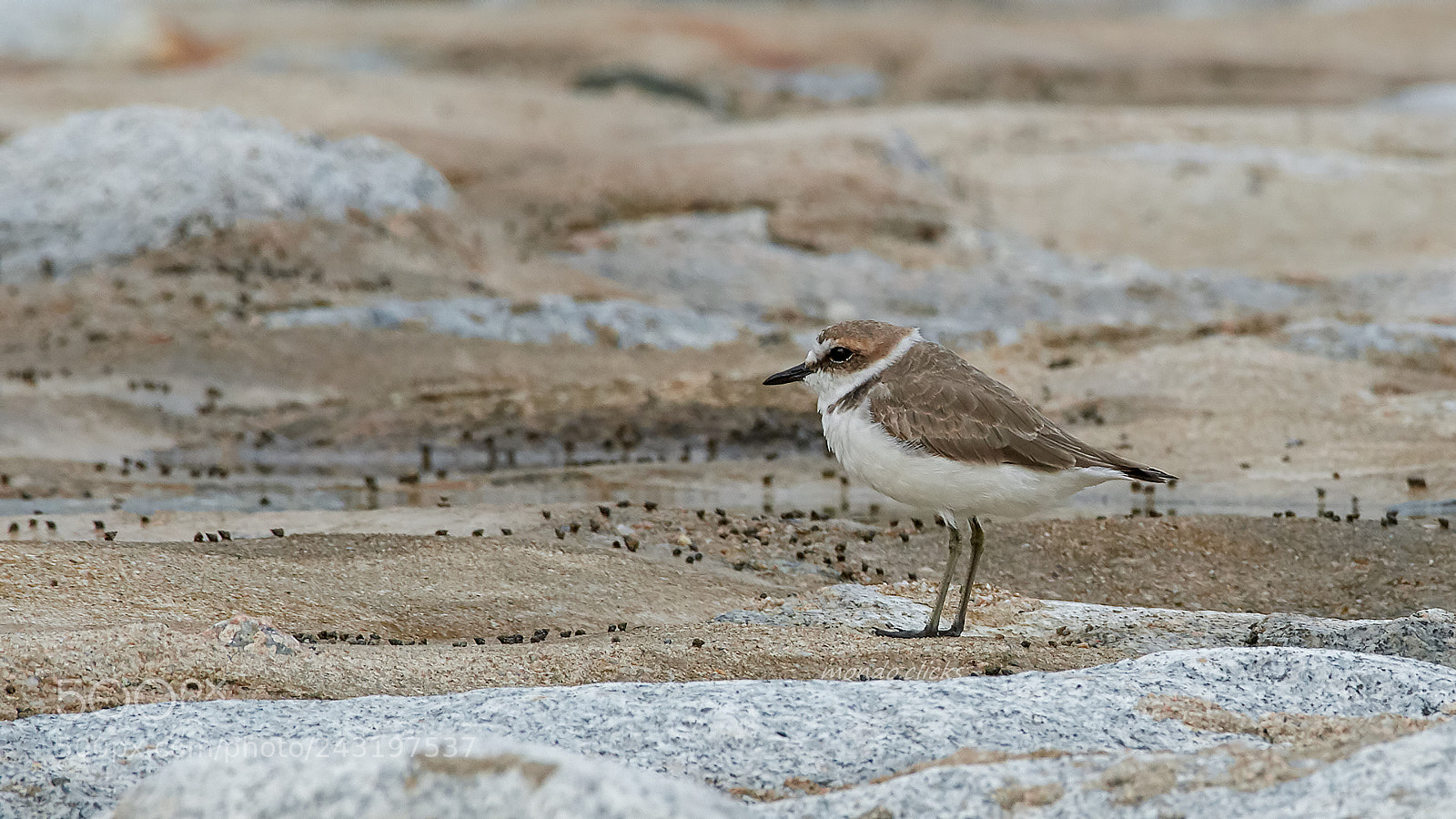 Nikon D500 sample photo. Kentish plover - female photography