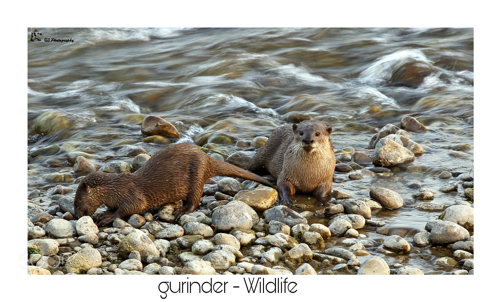 Canon EOS 7D Mark II sample photo. Otters photography