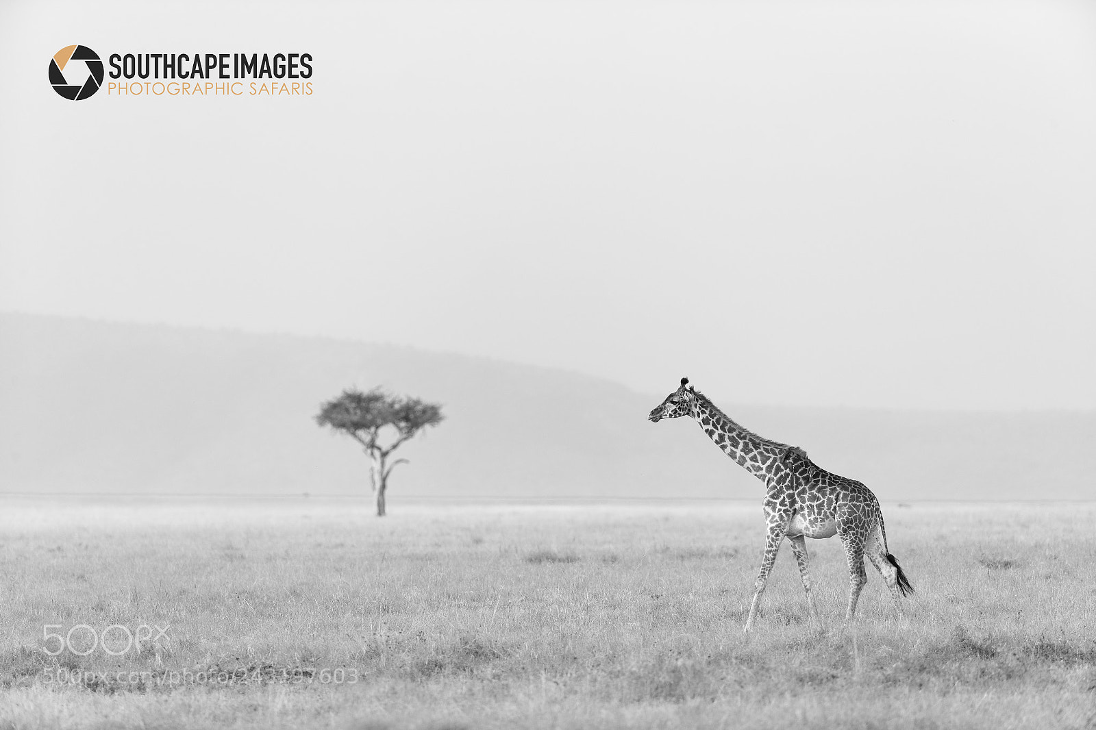 Canon EOS-1D X sample photo. A mara giraffe photography