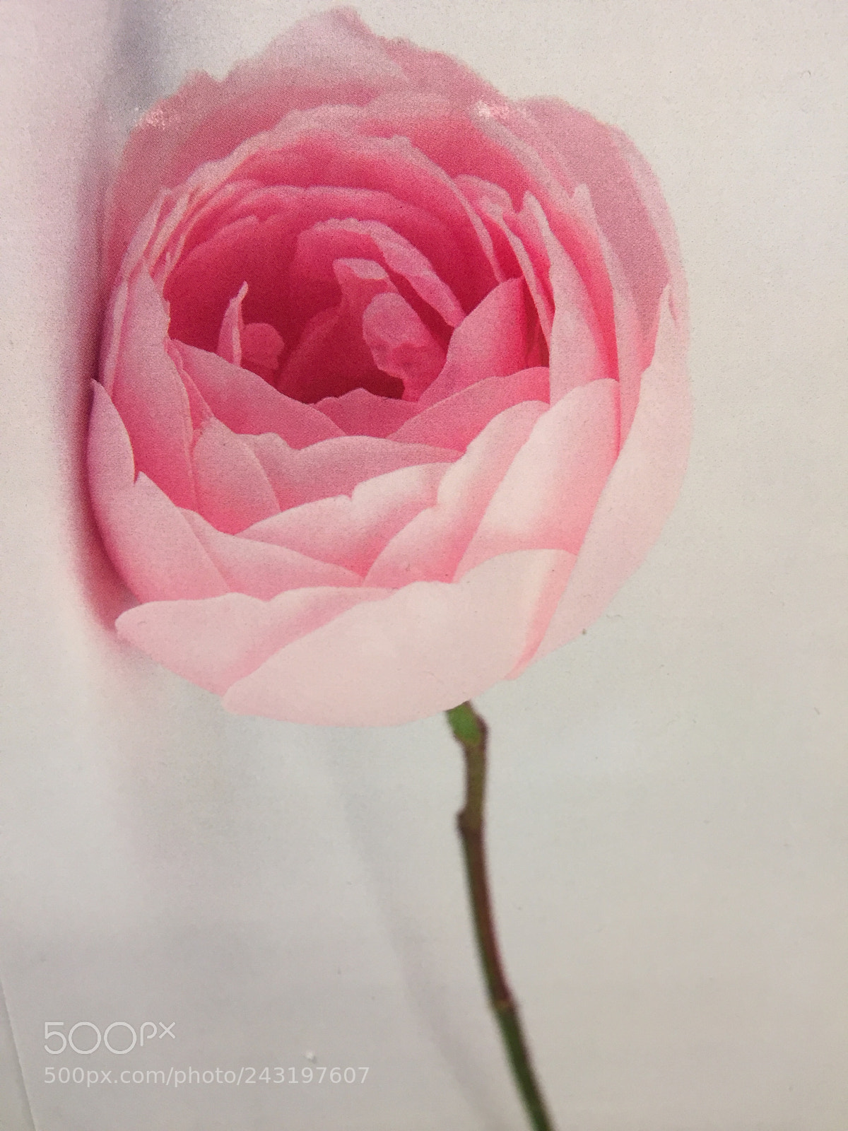 Apple iPhone 6 sample photo. Img photography