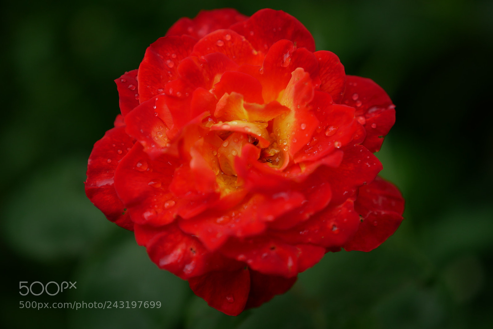 Panasonic Lumix DMC-G85 (Lumix DMC-G80) sample photo. Fleurs photography