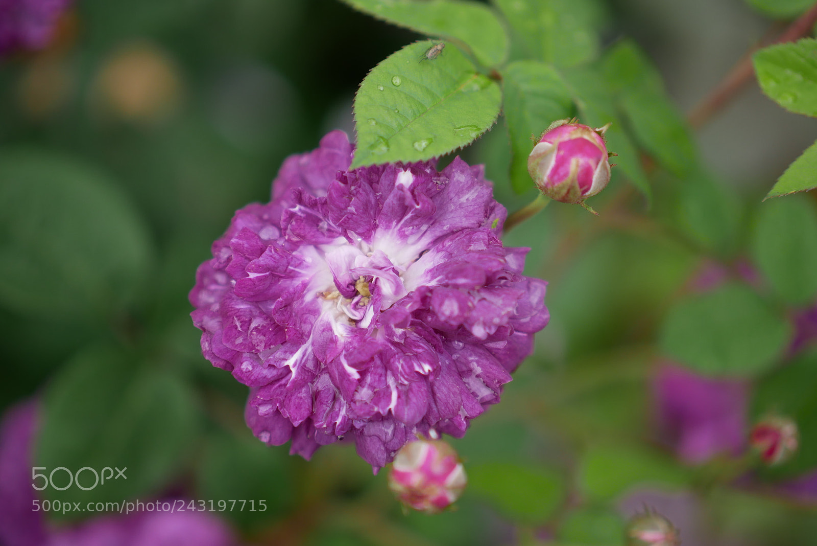 Panasonic Lumix DMC-G85 (Lumix DMC-G80) sample photo. Fleurs photography