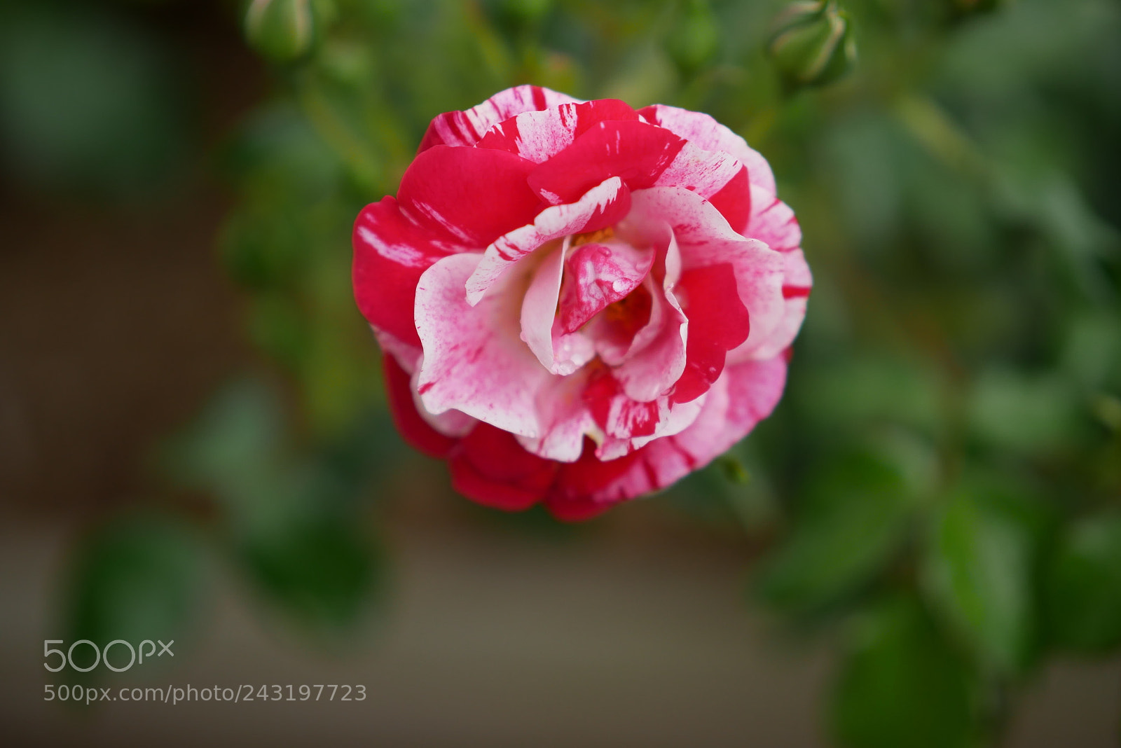 Panasonic Lumix DMC-G85 (Lumix DMC-G80) sample photo. Fleurs photography
