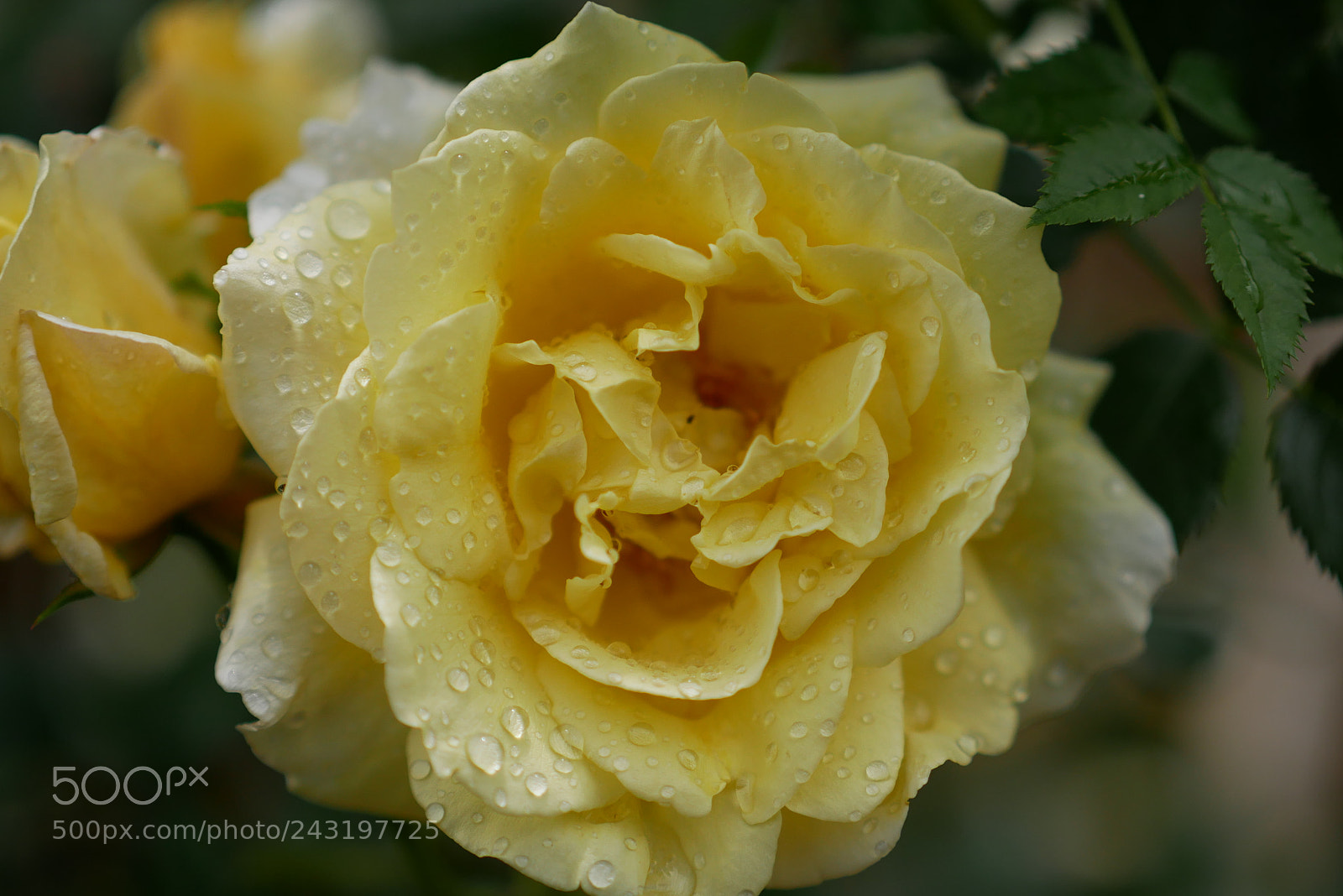 Panasonic Lumix DMC-G85 (Lumix DMC-G80) sample photo. Fleurs photography