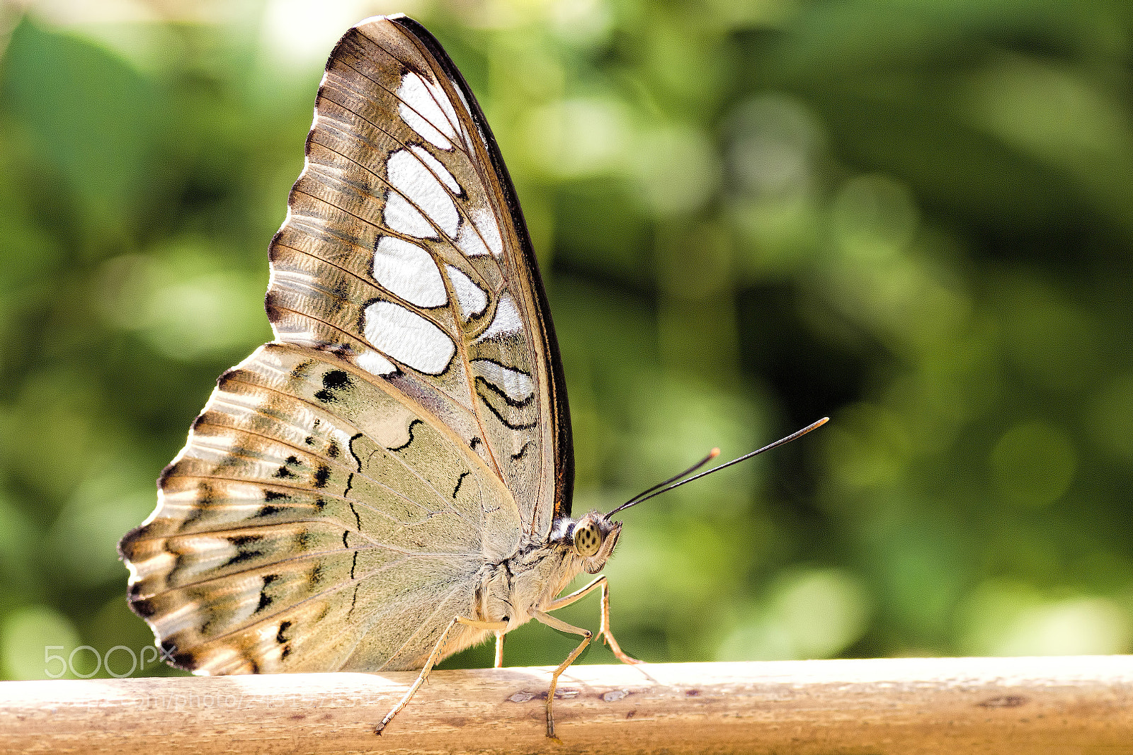 Canon EOS 700D (EOS Rebel T5i / EOS Kiss X7i) sample photo. Madam butterfly photography
