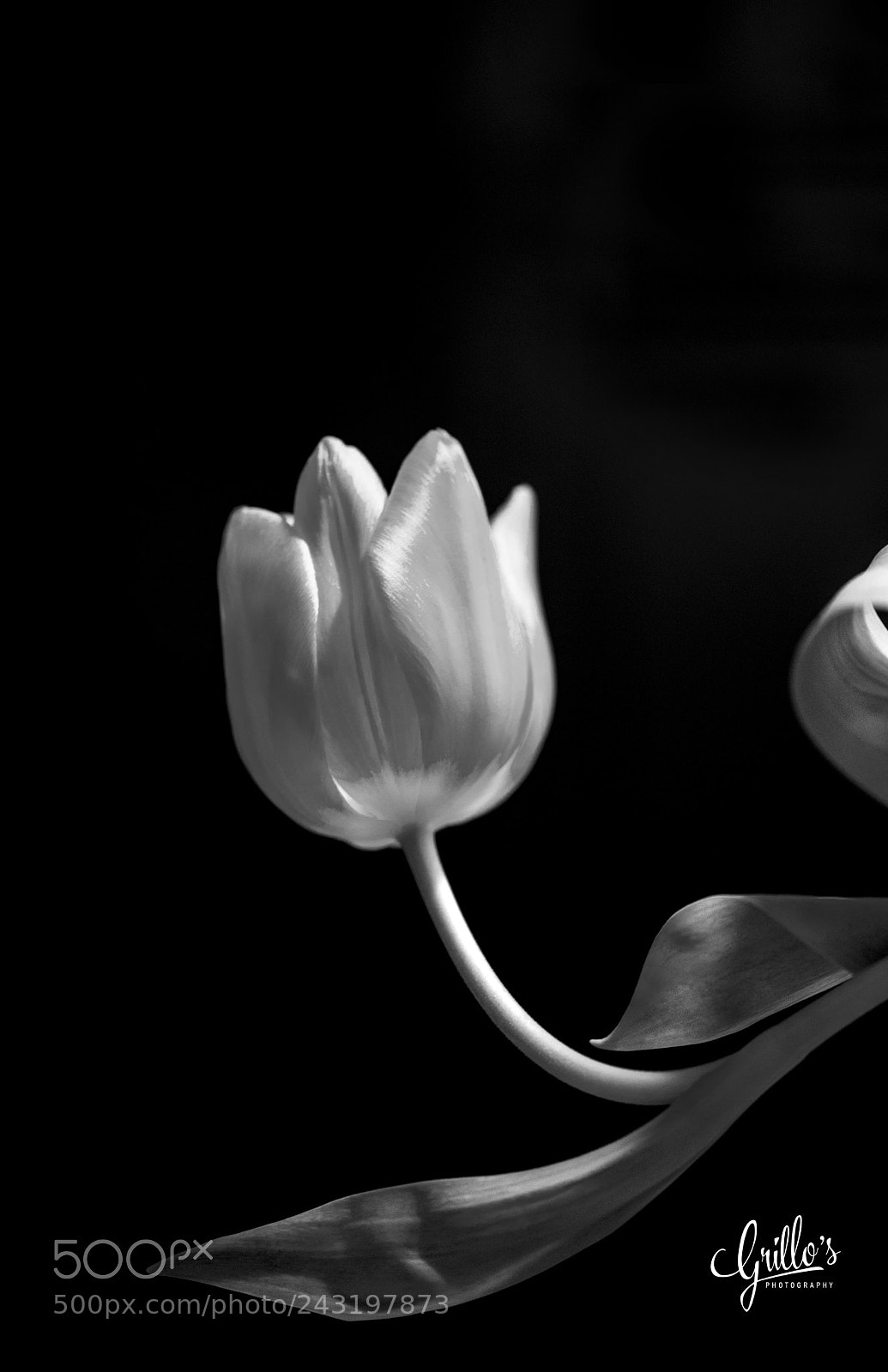 Nikon D610 sample photo. Untitled photography