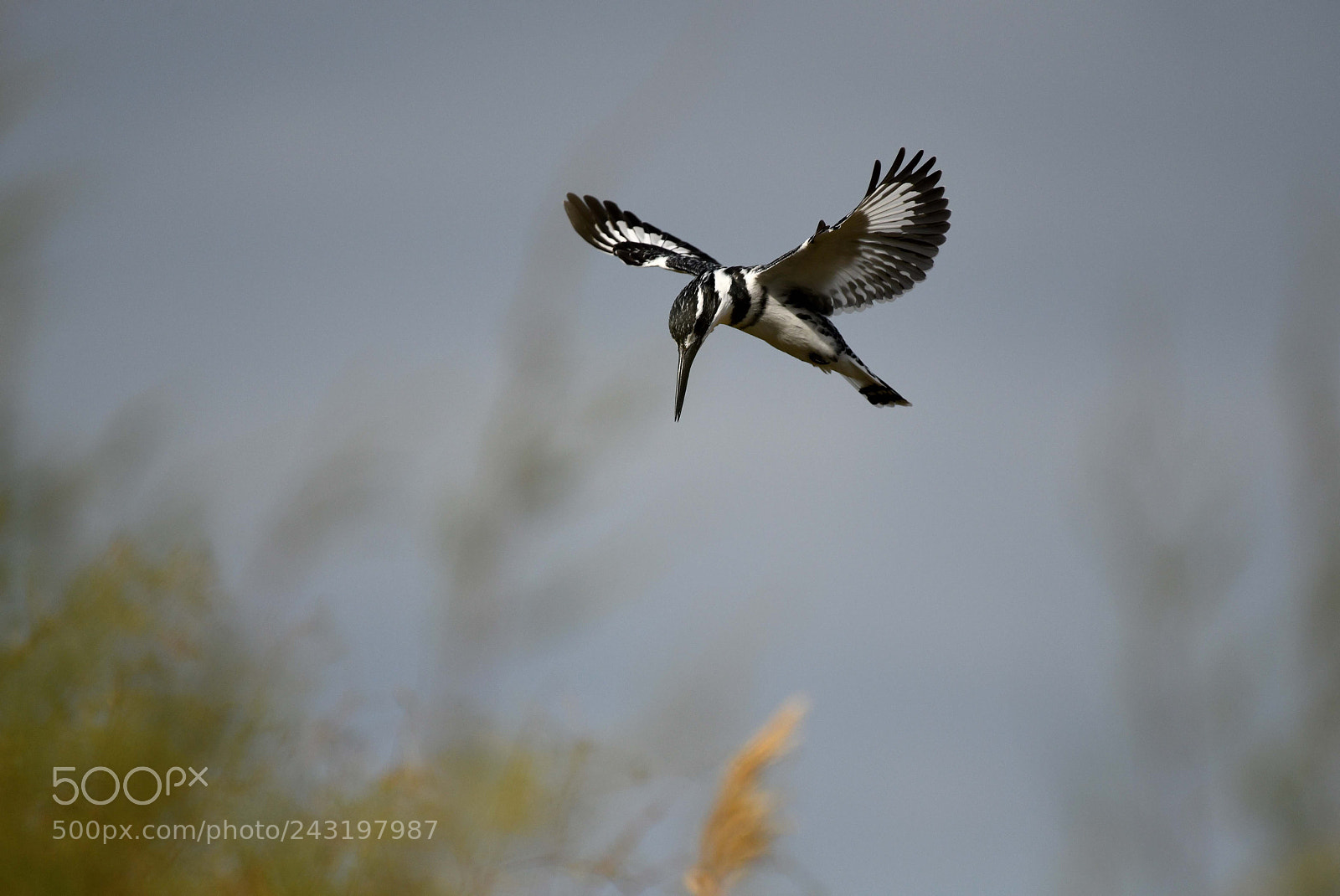 Nikon D850 sample photo. Pied kingfisher photography