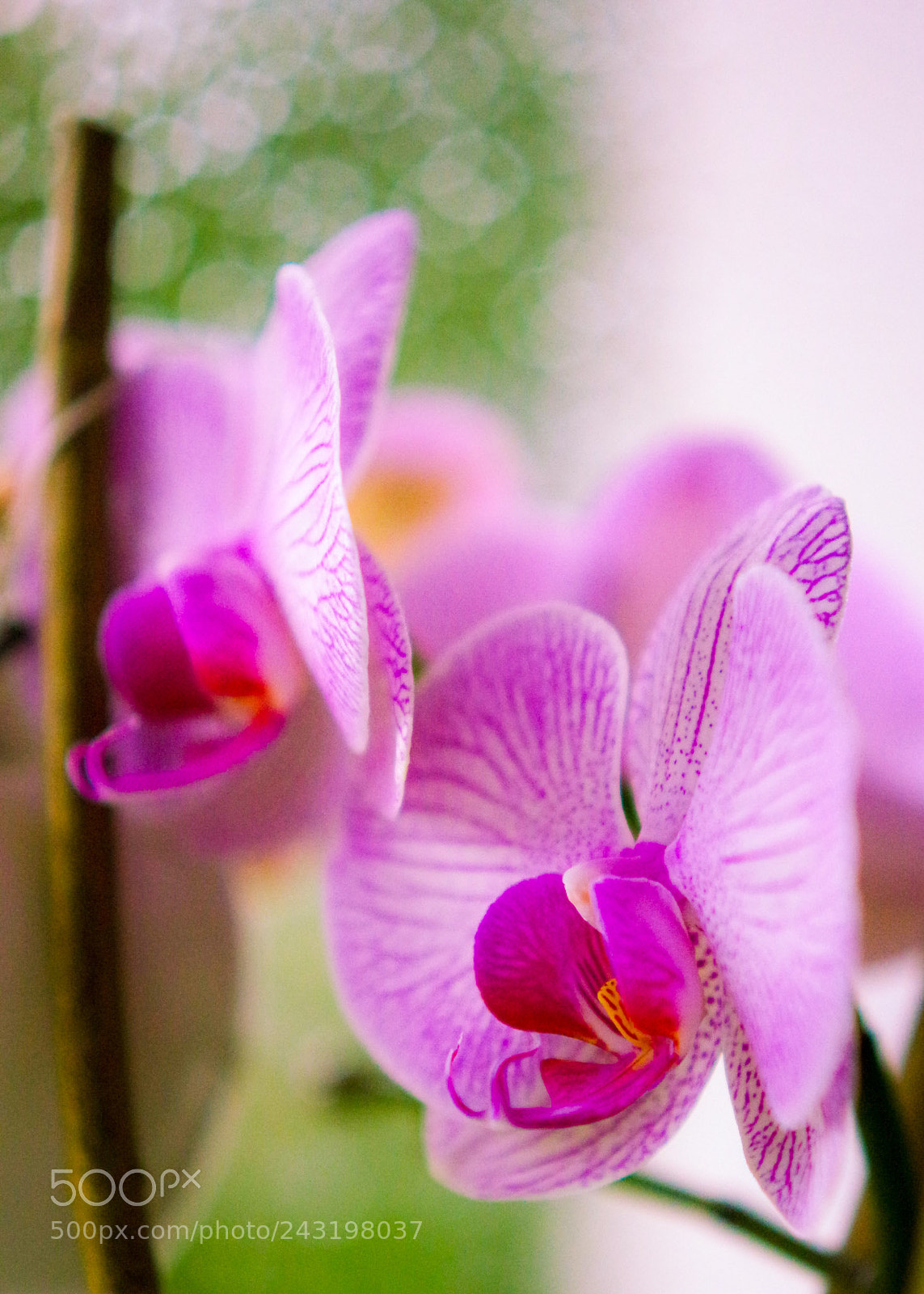 Pentax K-3 sample photo. Orchidée close-up photography