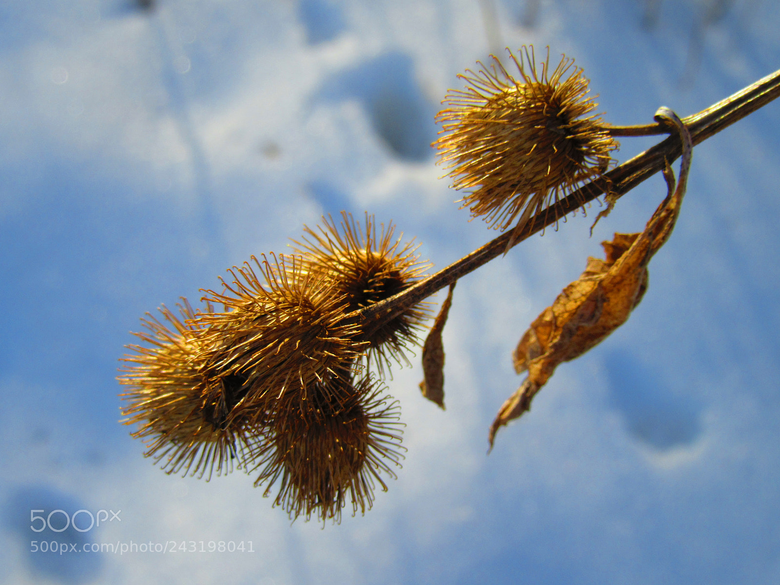Canon PowerShot SX610 HS sample photo. Burdock photography
