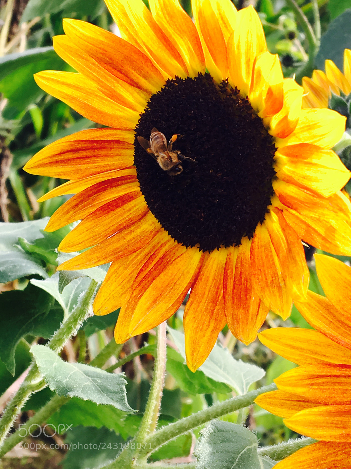 Apple iPhone 6s sample photo. Busy bee in fall. photography