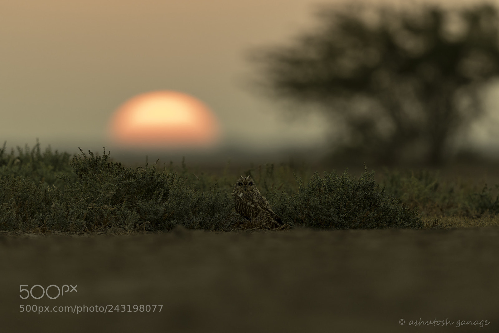 Canon EOS 7D Mark II sample photo. Short eared owl photography