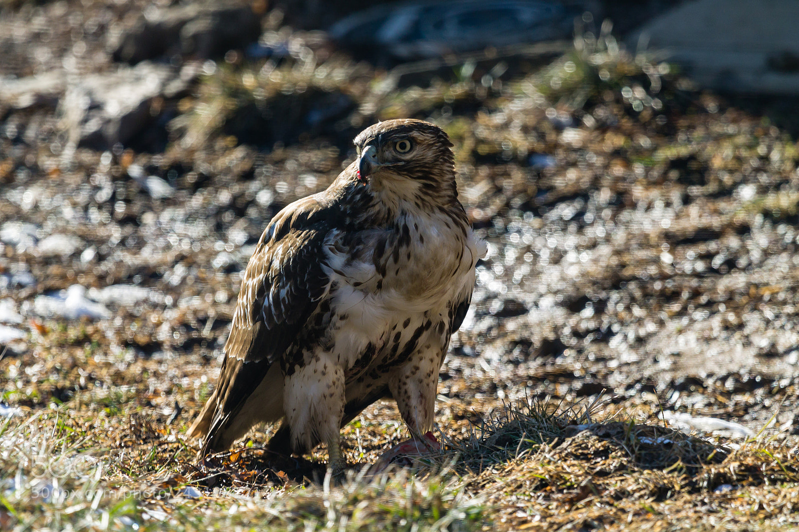 Canon EOS 1100D (EOS Rebel T3 / EOS Kiss X50) sample photo. Red tailed hawk photography