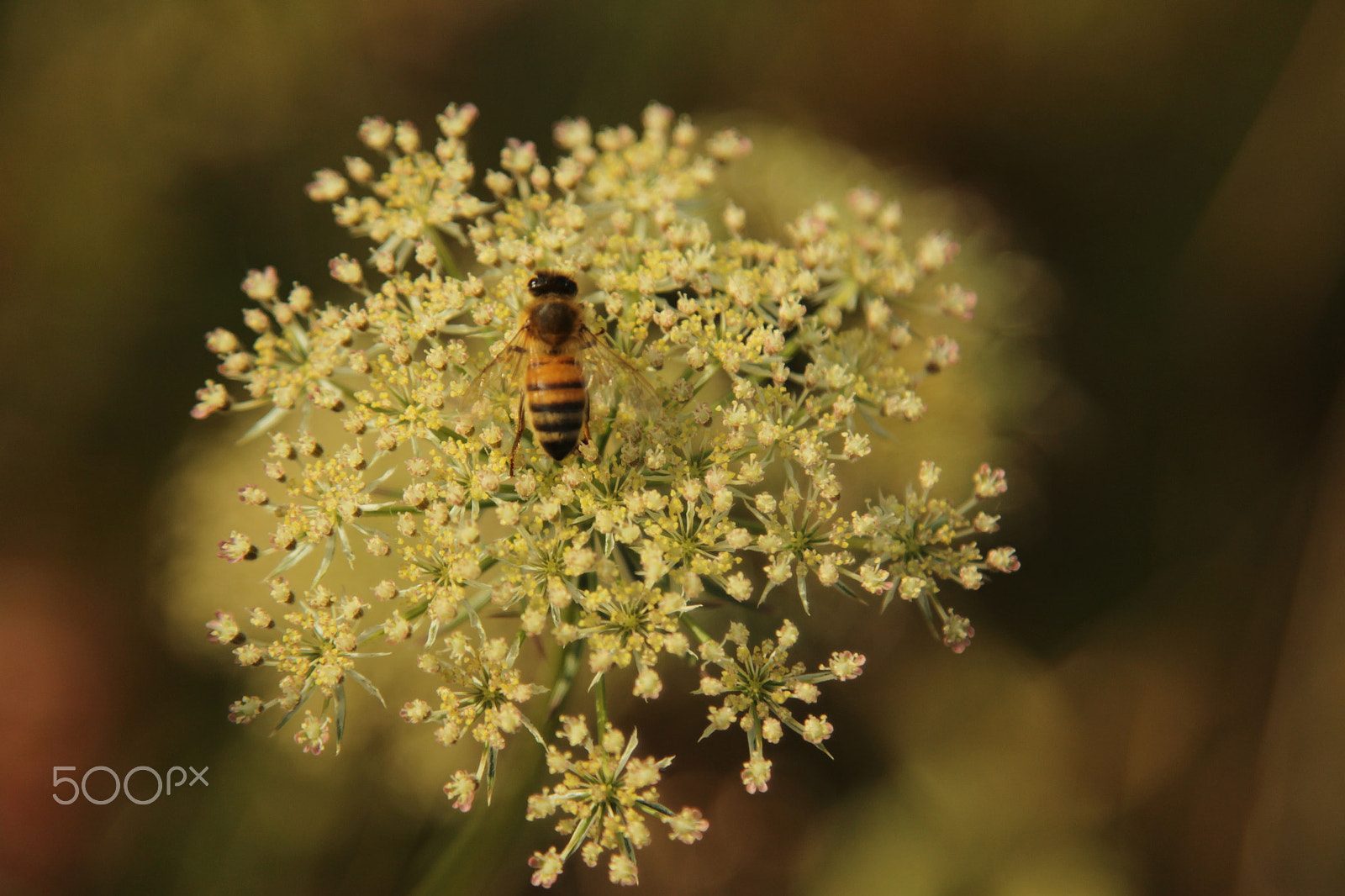 Canon EOS 1200D (EOS Rebel T5 / EOS Kiss X70 / EOS Hi) sample photo. The bee on the flower photography