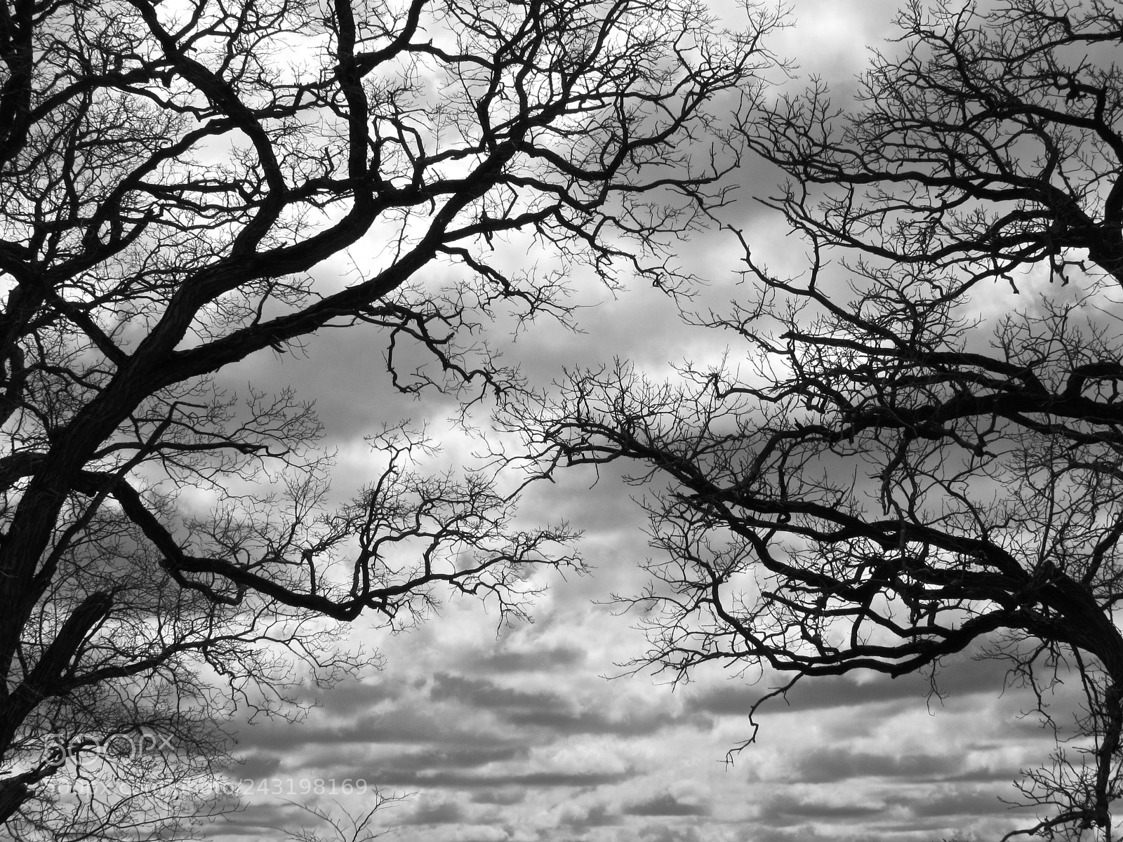 Canon PowerShot SX510 HS sample photo. Wintry drama photography