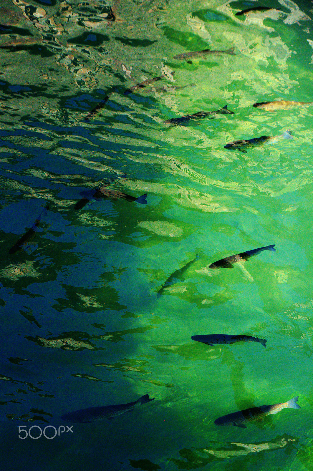 Nikon D300 sample photo. Serious fishage photography