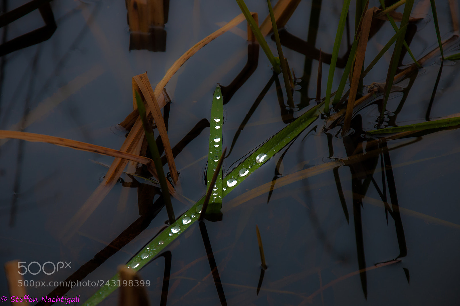 Nikon D300S sample photo. Sparkling dew drops in photography