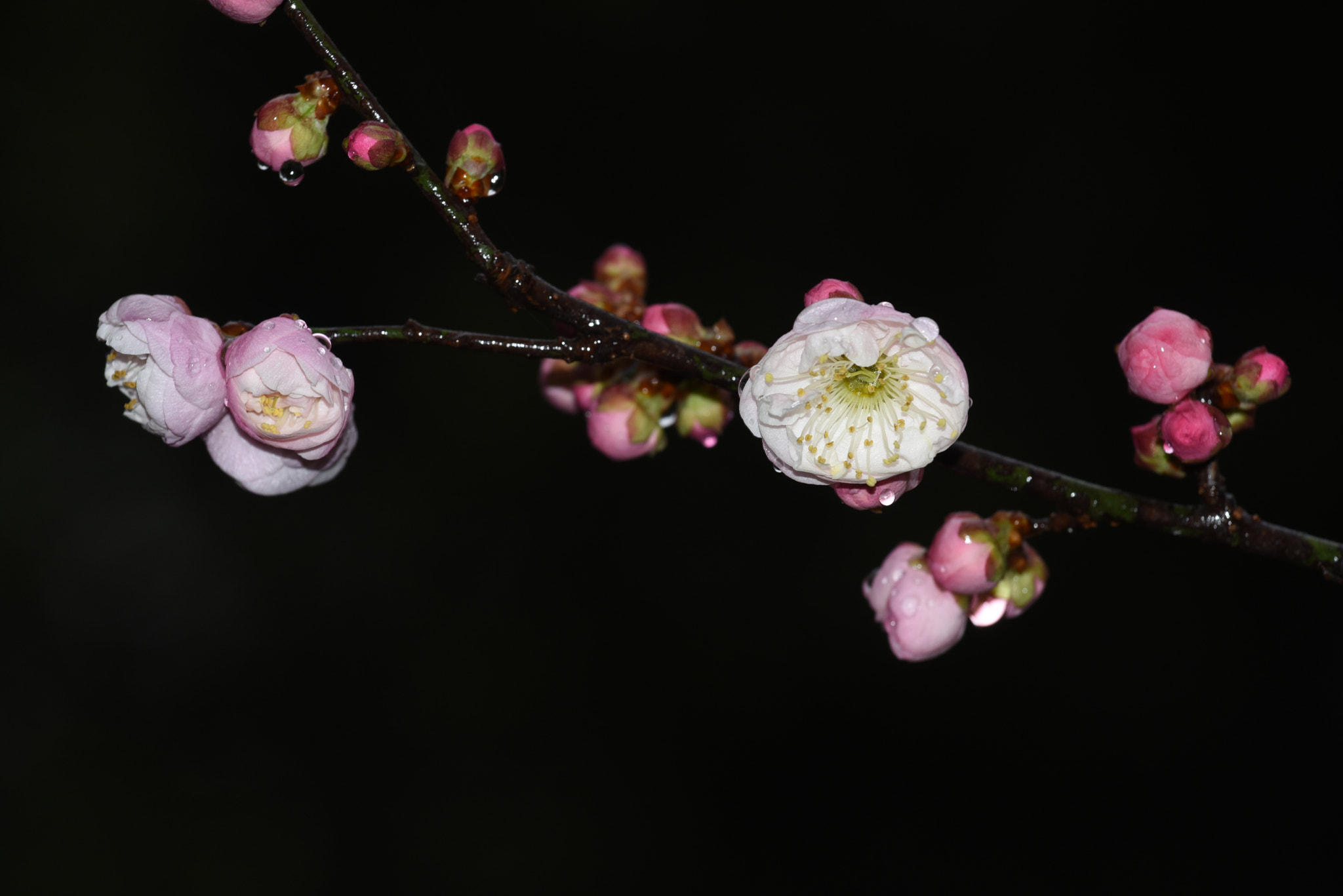 Nikon AF-S Nikkor 70-200mm F4G ED VR sample photo