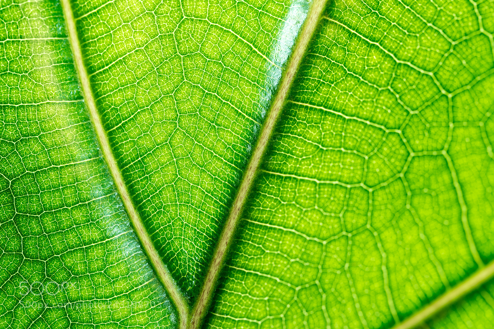 Sony a7R II sample photo. Leaf photography