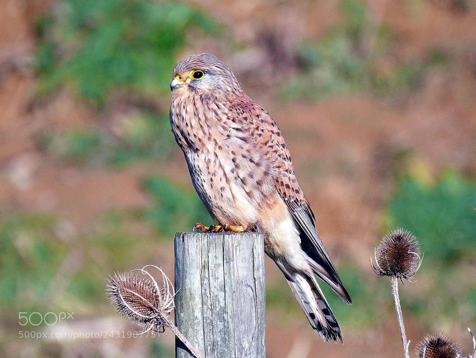 Panasonic Lumix DMC-G7 sample photo. Kestrel posing photography
