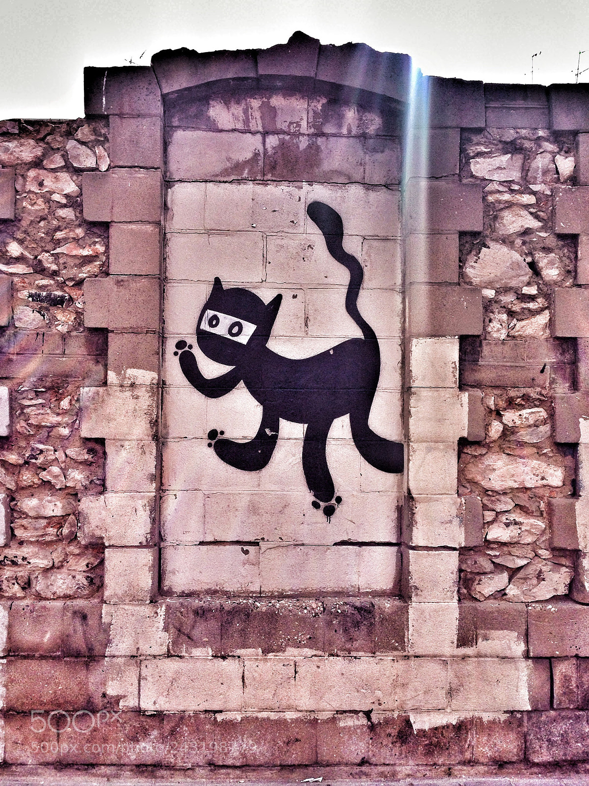 Apple iPhone 5 sample photo. Are you cat? photography