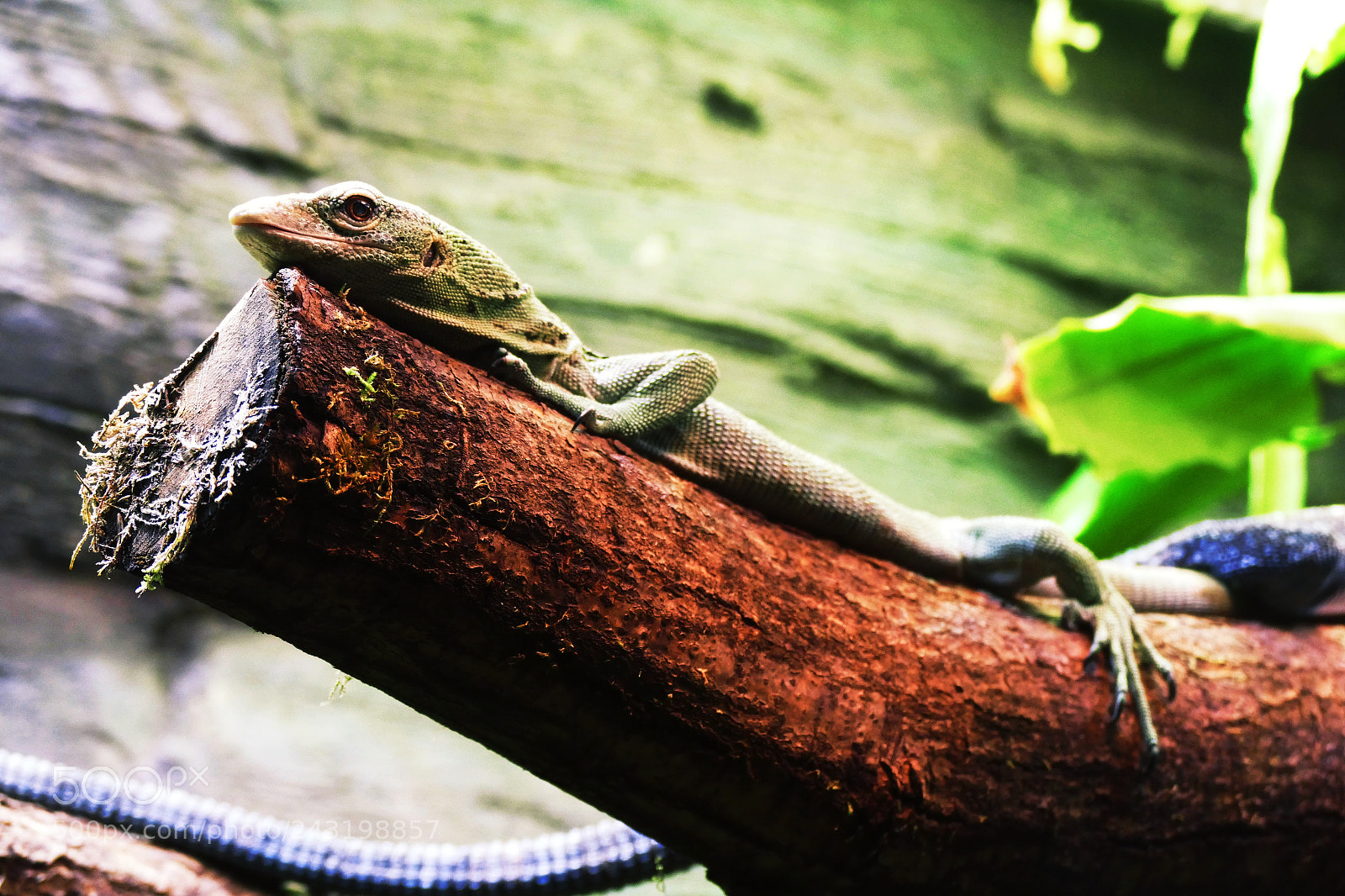 Panasonic Lumix DMC-FZ1000 sample photo. Lizard, just chillout photography